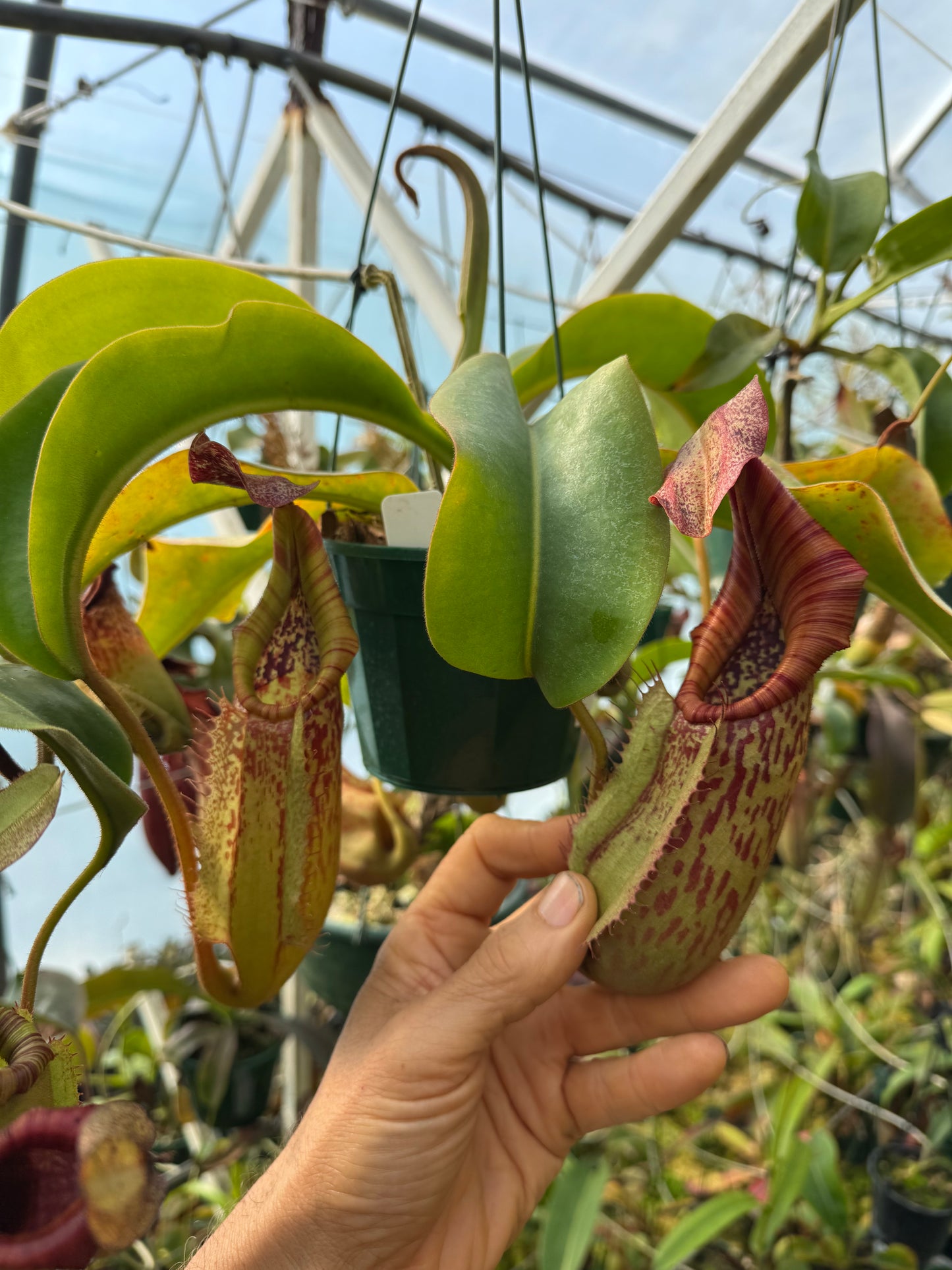 658.N. (eymae x veitchii) x Bookerensis 140mm pot