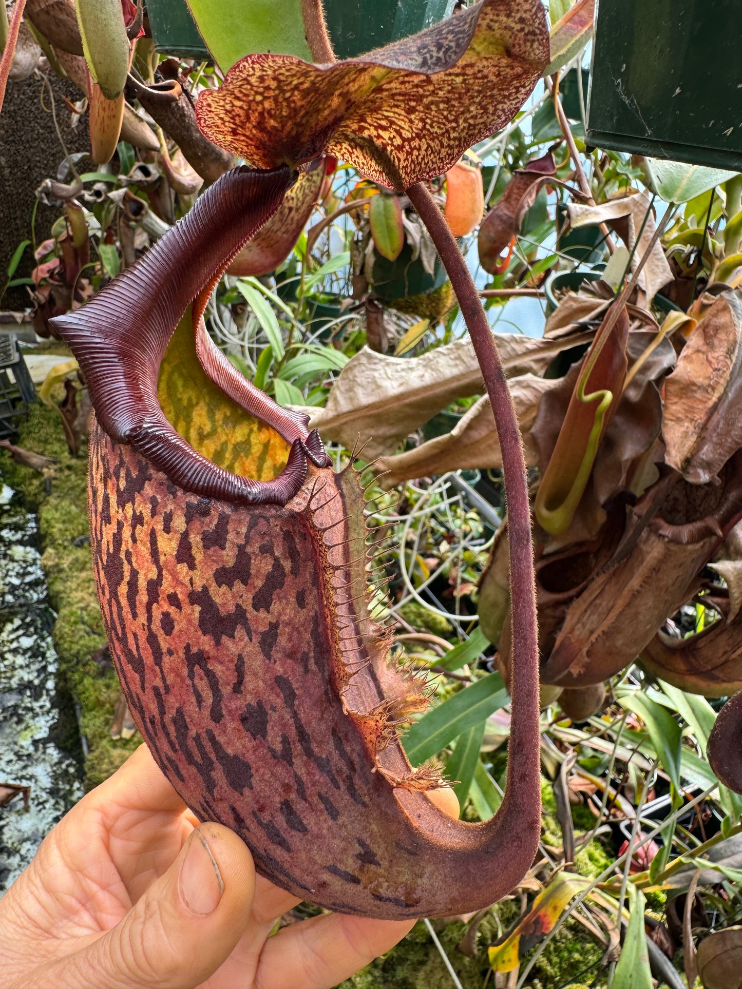 660.N. (veitchii x burbidgeae) x {[(lowii x veitchii) x boschiana] x (maxima x mira)} 140mm pot