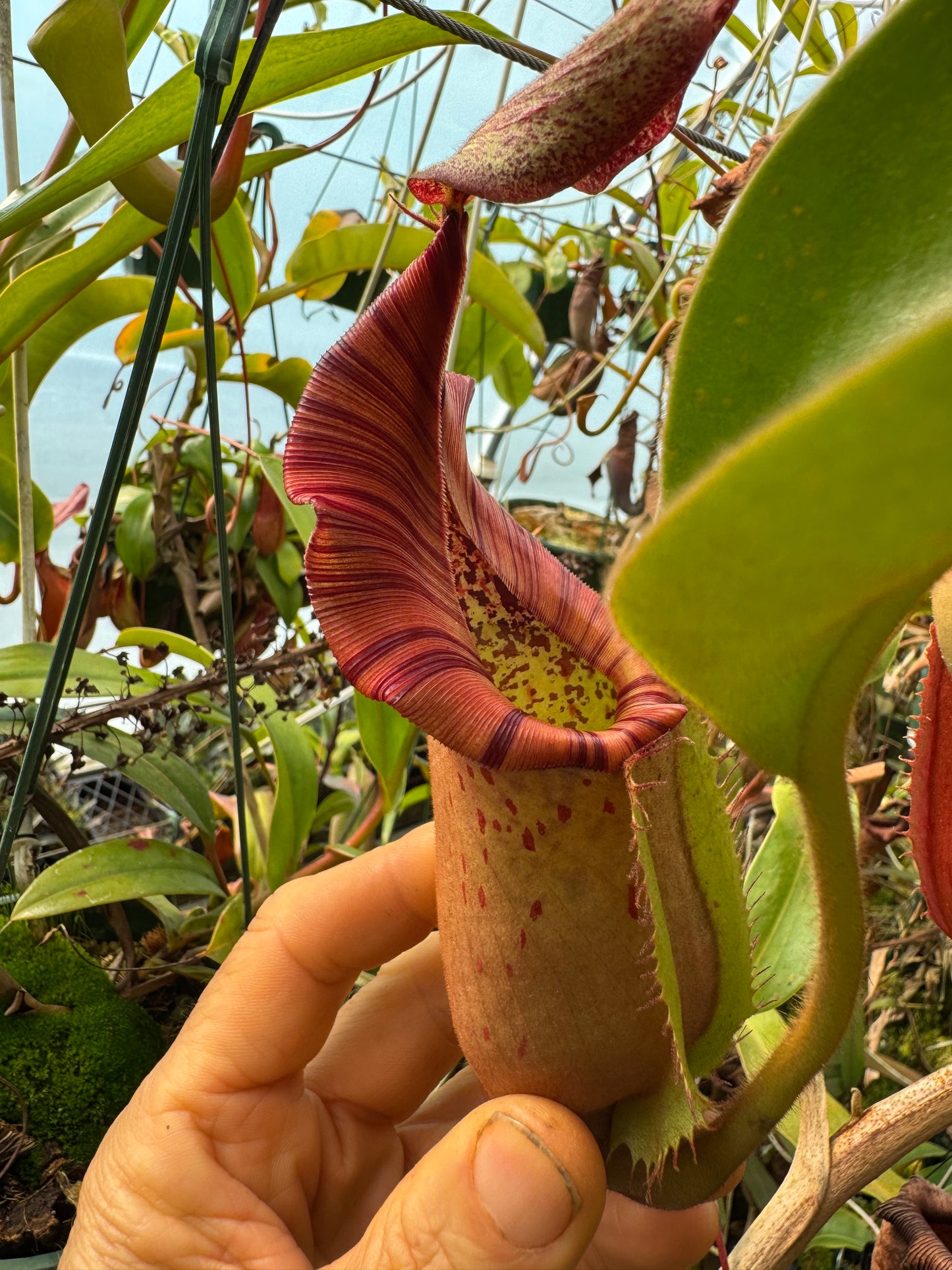 661.N. (eymae x veitchii) x bookerensis 140mm pot