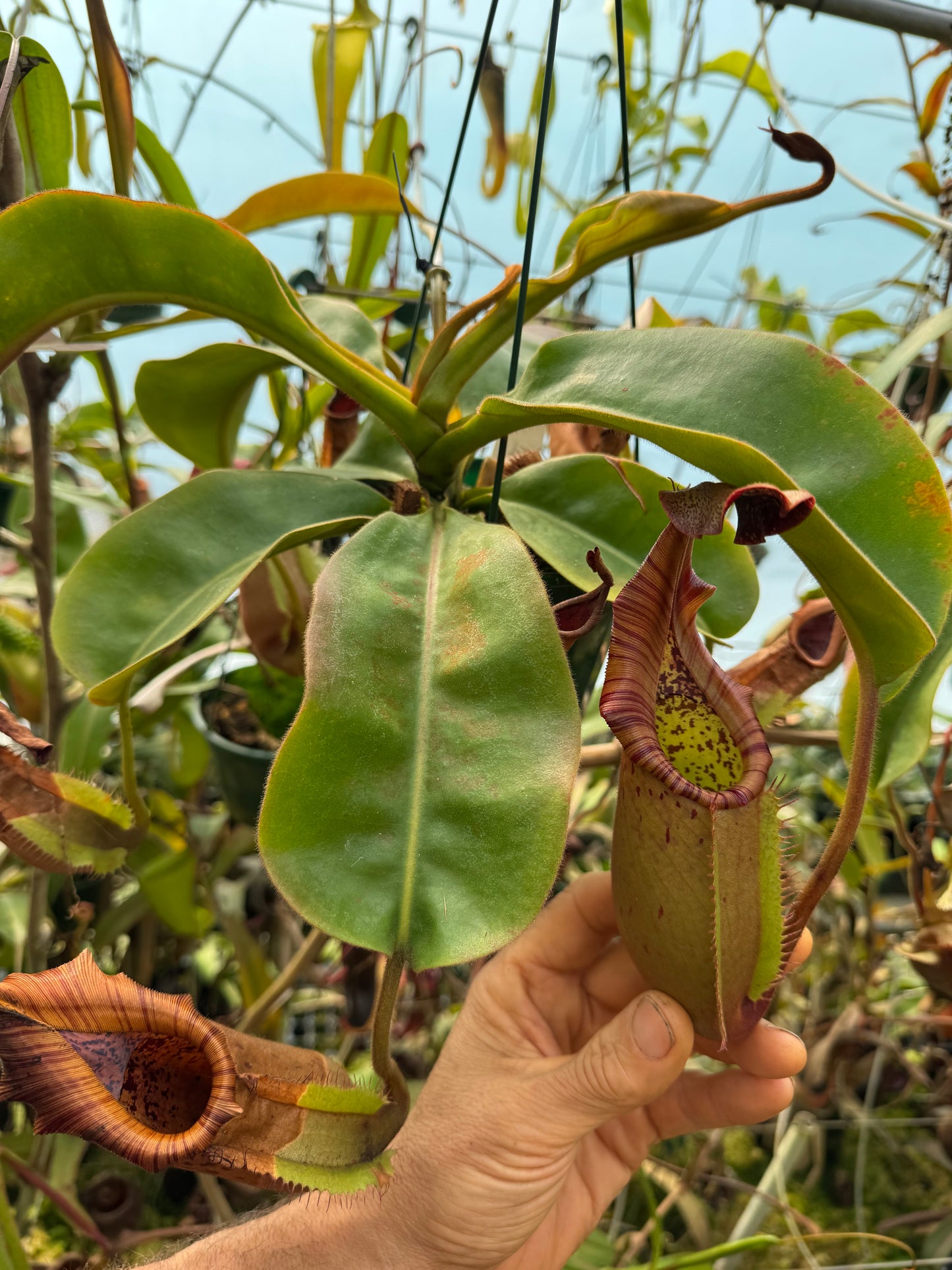 661.N. (eymae x veitchii) x bookerensis 140mm pot