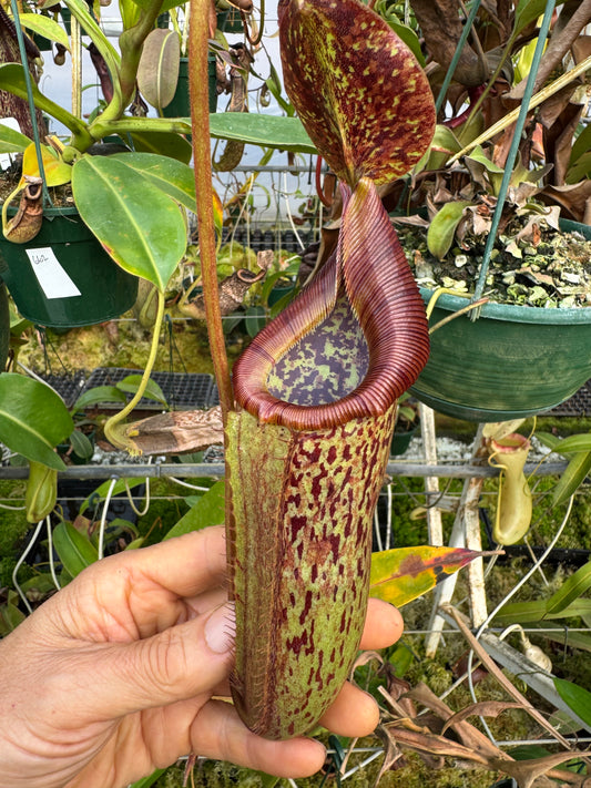 662.(veitchii x burbidgeae) x (maxima x edwardsiana) 140mm pot