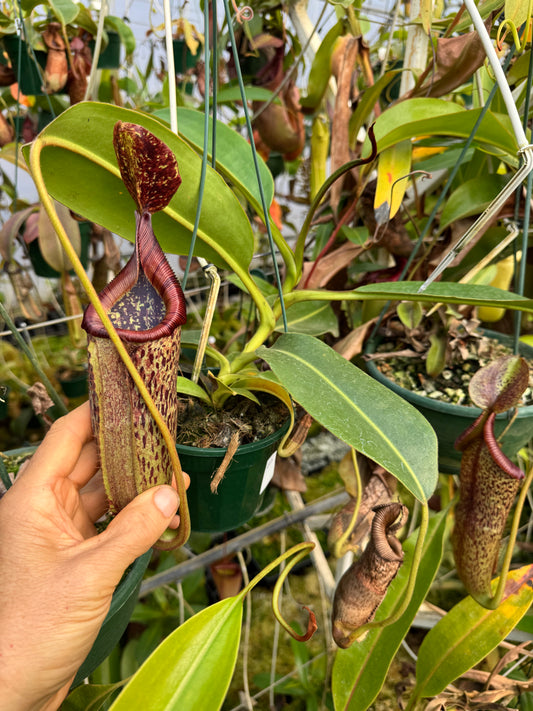 662.(veitchii x burbidgeae) x (maxima x edwardsiana) 140mm pot