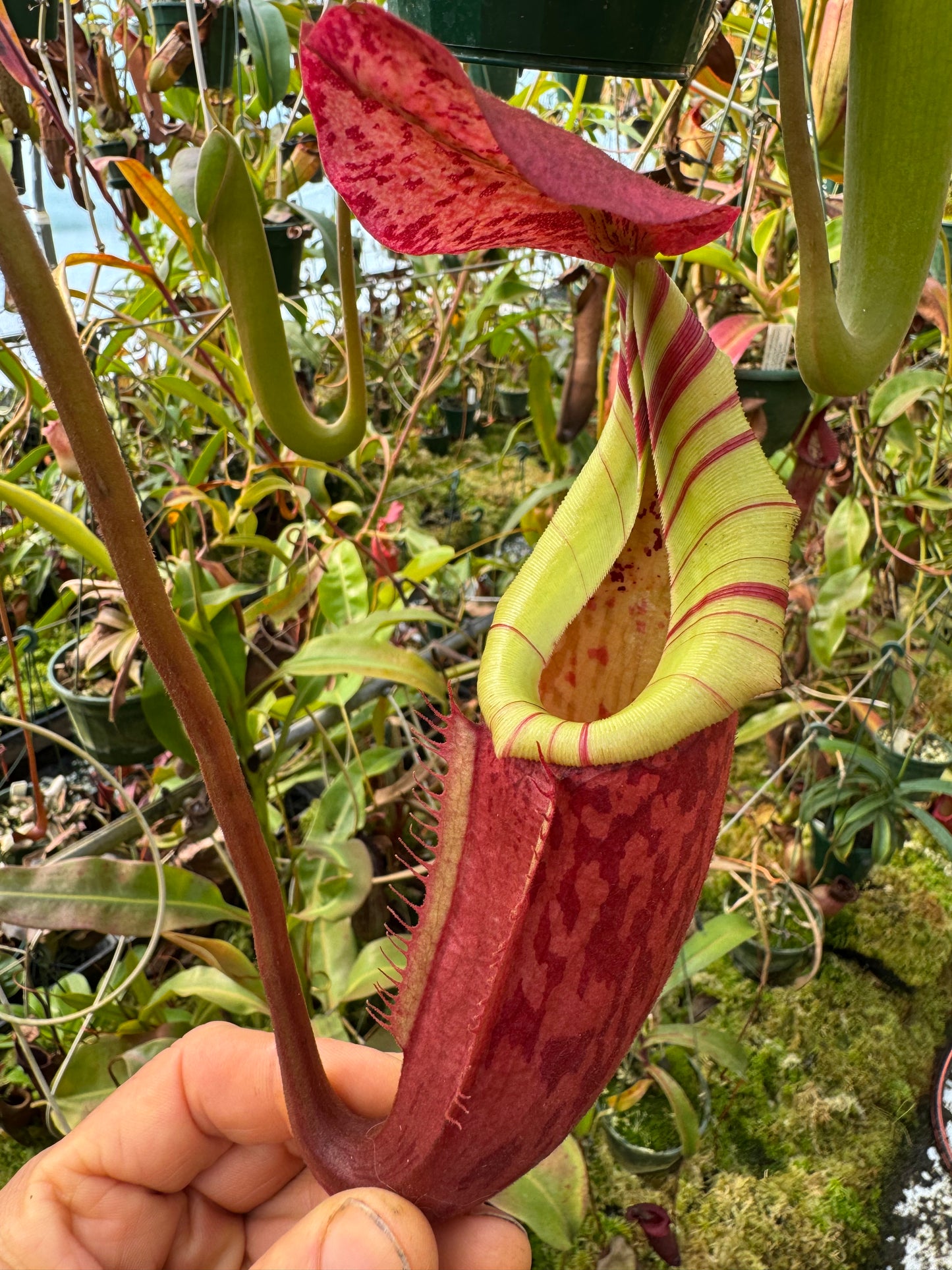 663.N. [(rokko exotica x boschiana) x (veitchii x burbidgeae)] x {[(rokko x boschiana) x veitchii hose mountains} 140mmpot