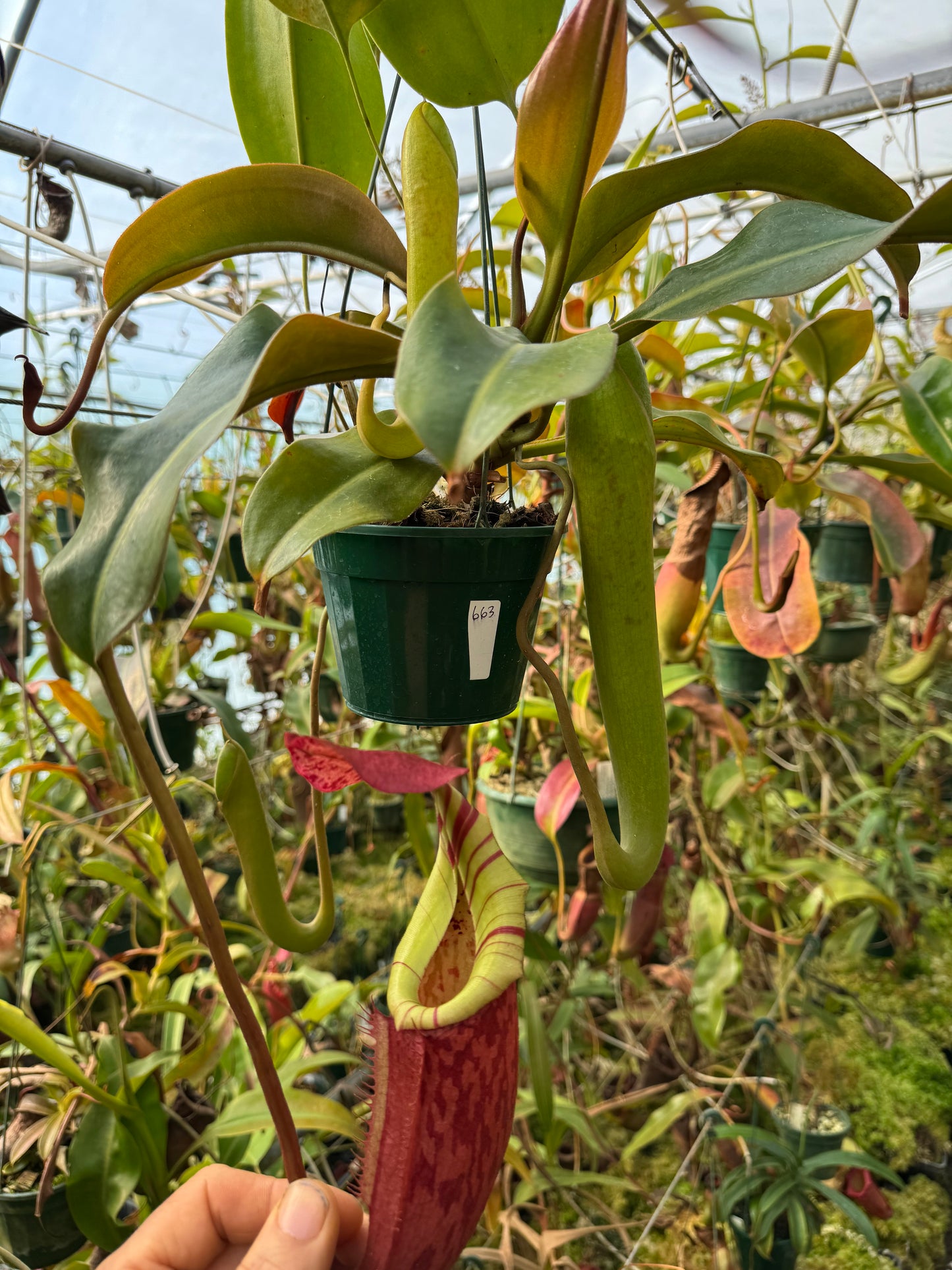 663.N. [(rokko exotica x boschiana) x (veitchii x burbidgeae)] x {[(rokko x boschiana) x veitchii hose mountains} 140mmpot