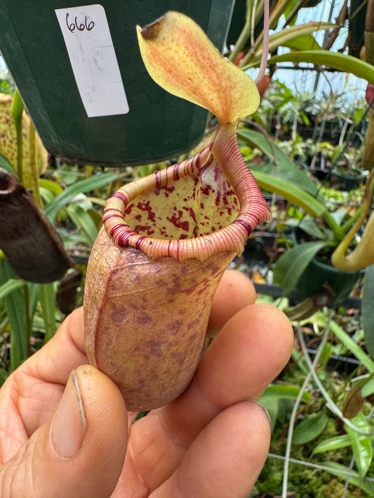 666.N. (ventricosa x sibuyanensis) x ovata 140mm pot