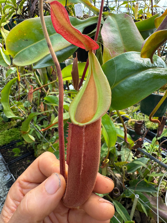 667.N.[(boschiana x fusca) x veitchii] x [(boschiana x fusca) x veitchii] 140mm pot