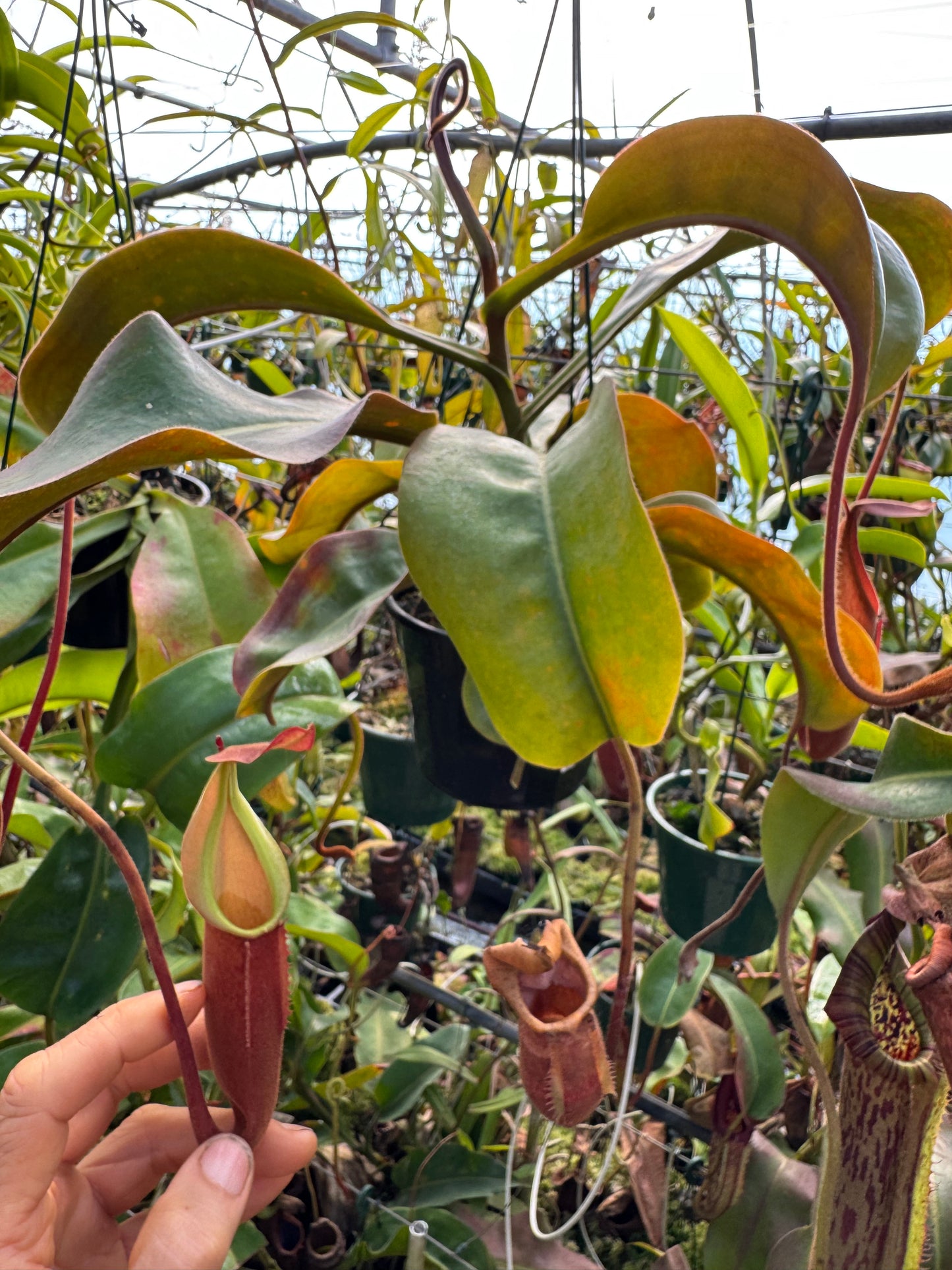 667.N.[(boschiana x fusca) x veitchii] x [(boschiana x fusca) x veitchii] 140mm pot