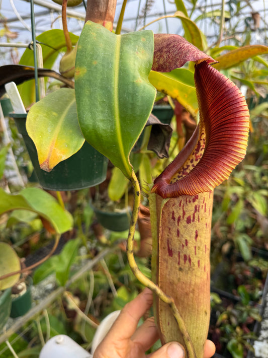 668.N. {[(rokko x boschiana) x veitchii] x veitchii} x (maxima x edwardsiana) 140mm pot
