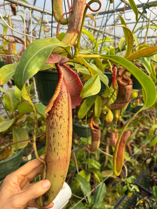 668.N. {[(rokko x boschiana) x veitchii] x veitchii} x (maxima x edwardsiana) 140mm pot