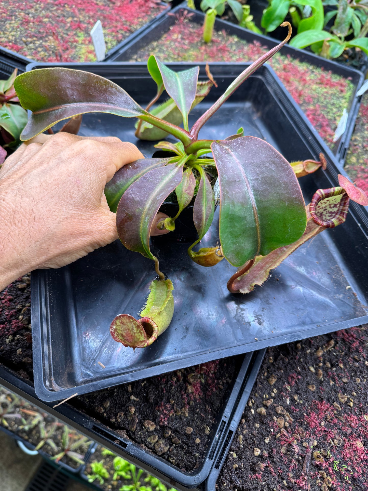 N.[(LOWII x Boschiana) x veitchii stripped peristome] x (boschiana x veitchii bario squat pink) 65mm pot