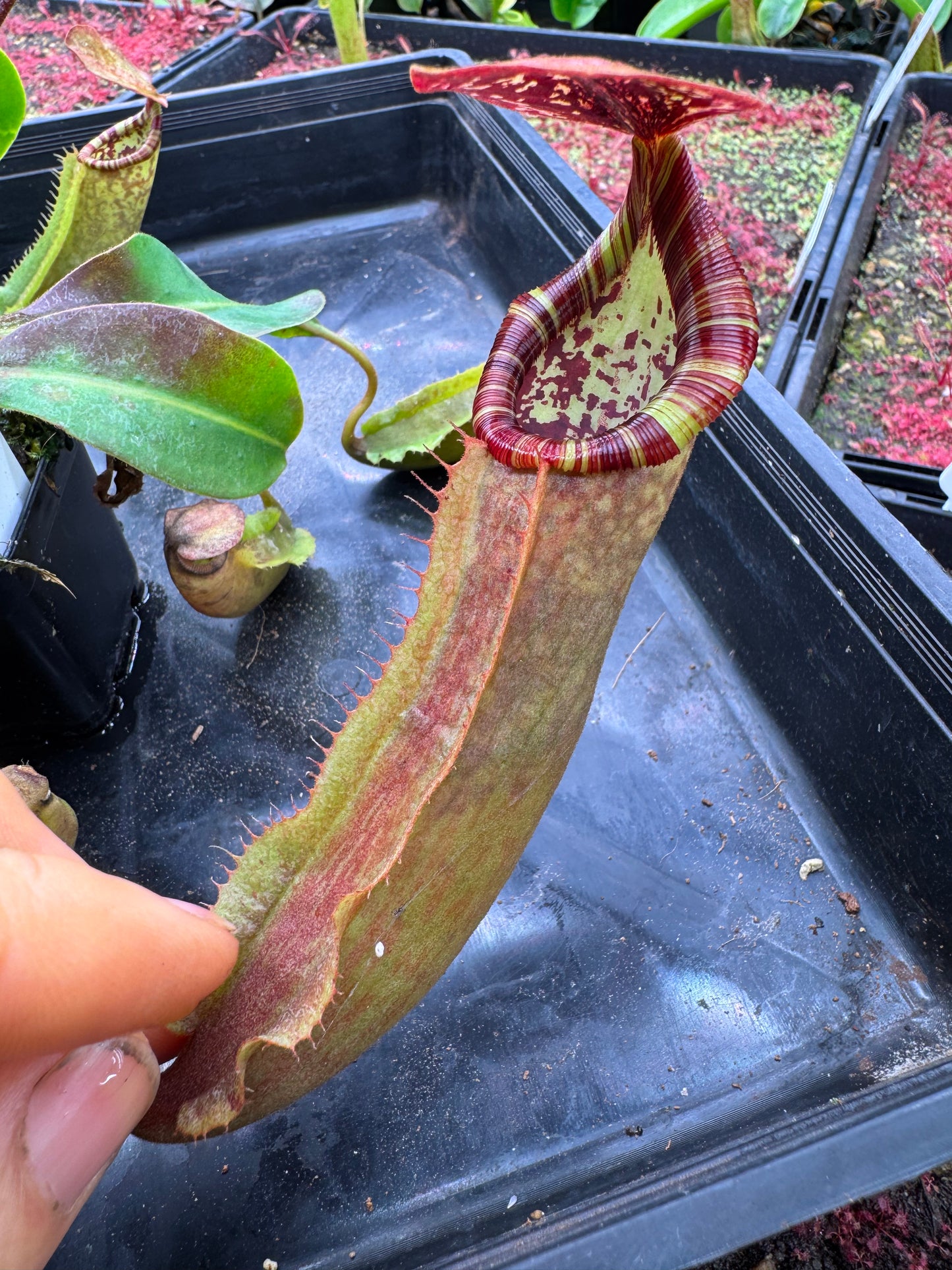 N.[(LOWII x Boschiana) x veitchii stripped peristome] x (boschiana x veitchii bario squat pink) 65mm pot