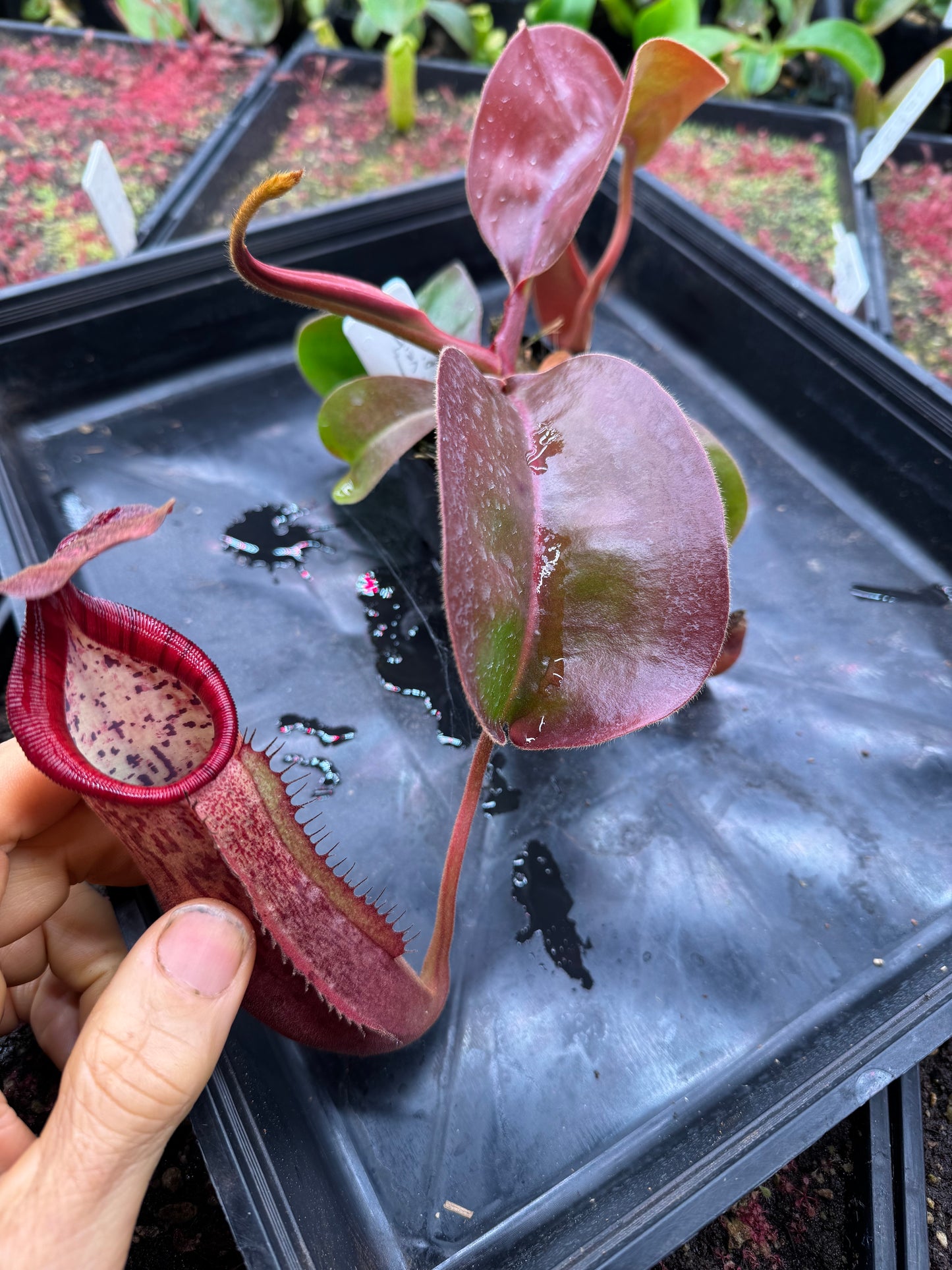 N.[(LOWII x Boschiana) x veitchii stripped peristome] x (boschiana x veitchii bario squat pink) 65mm pot