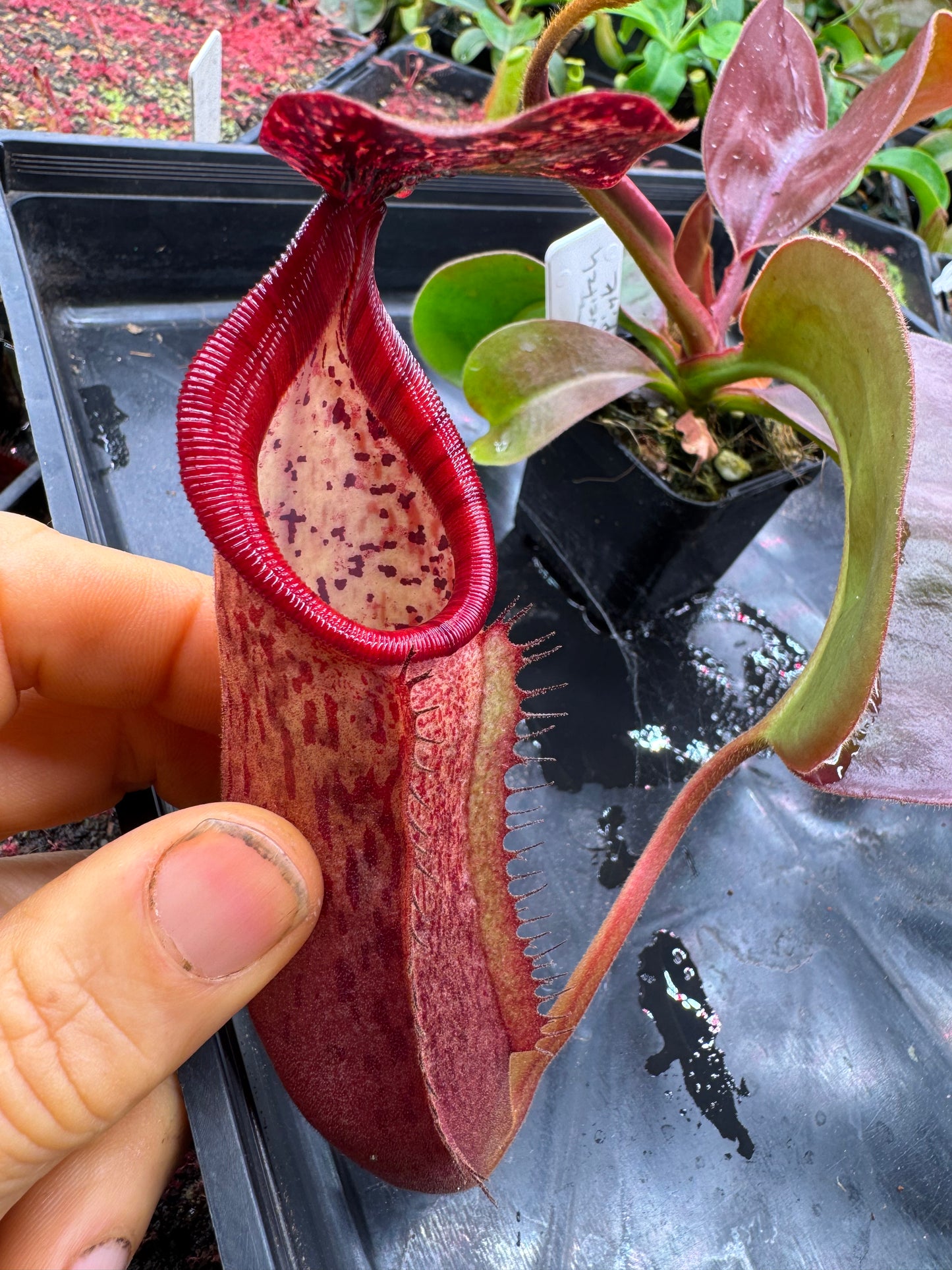 N.[(LOWII x Boschiana) x veitchii stripped peristome] x (boschiana x veitchii bario squat pink) 65mm pot