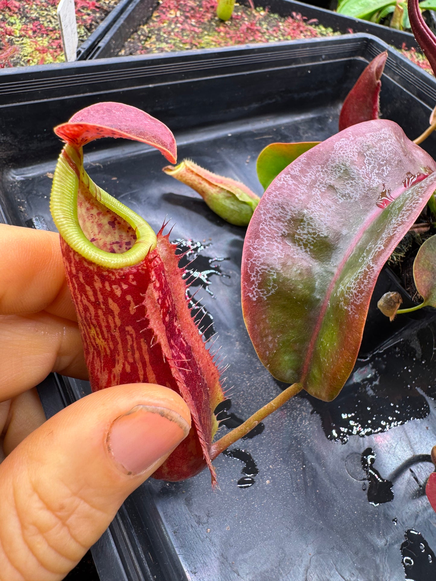 N.[(LOWII x Boschiana) x veitchii stripped peristome] x (boschiana x veitchii bario squat pink) 65mm pot