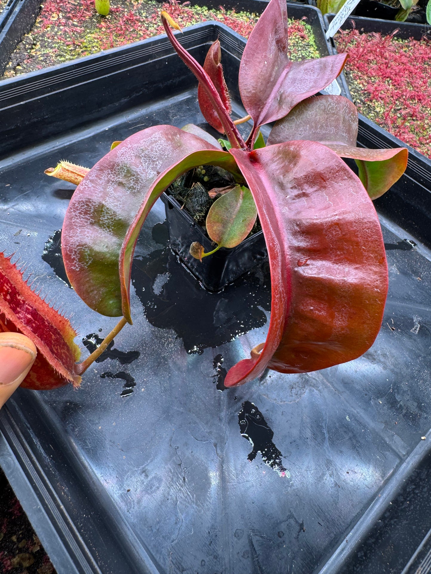 N.[(LOWII x Boschiana) x veitchii stripped peristome] x (boschiana x veitchii bario squat pink) 65mm pot