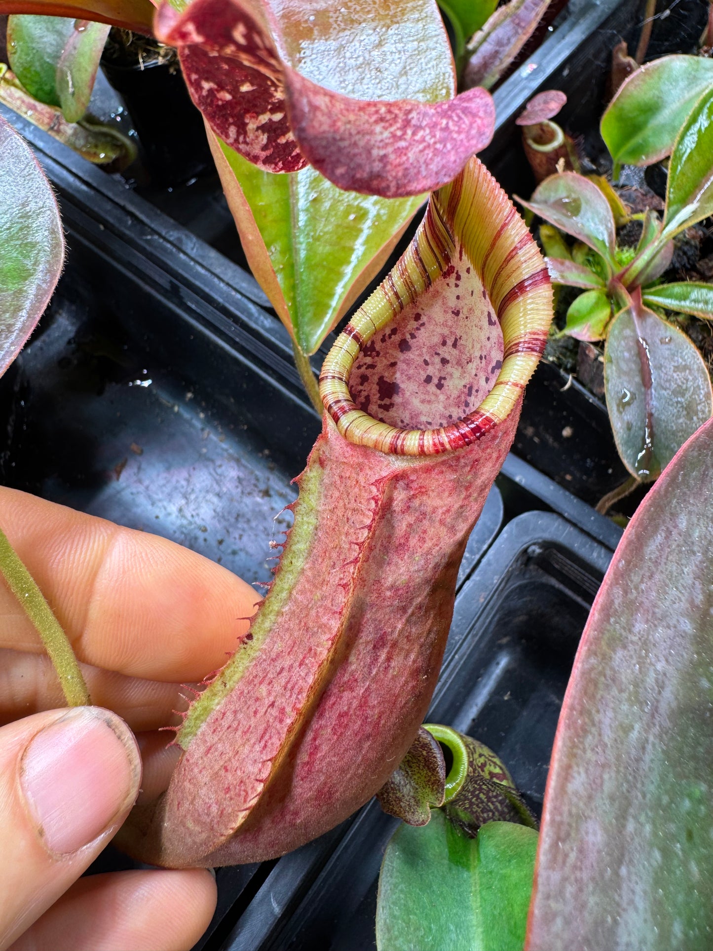 N.[(LOWII x Boschiana) x veitchii stripped peristome] x (boschiana x veitchii bario squat pink) 65mm pot