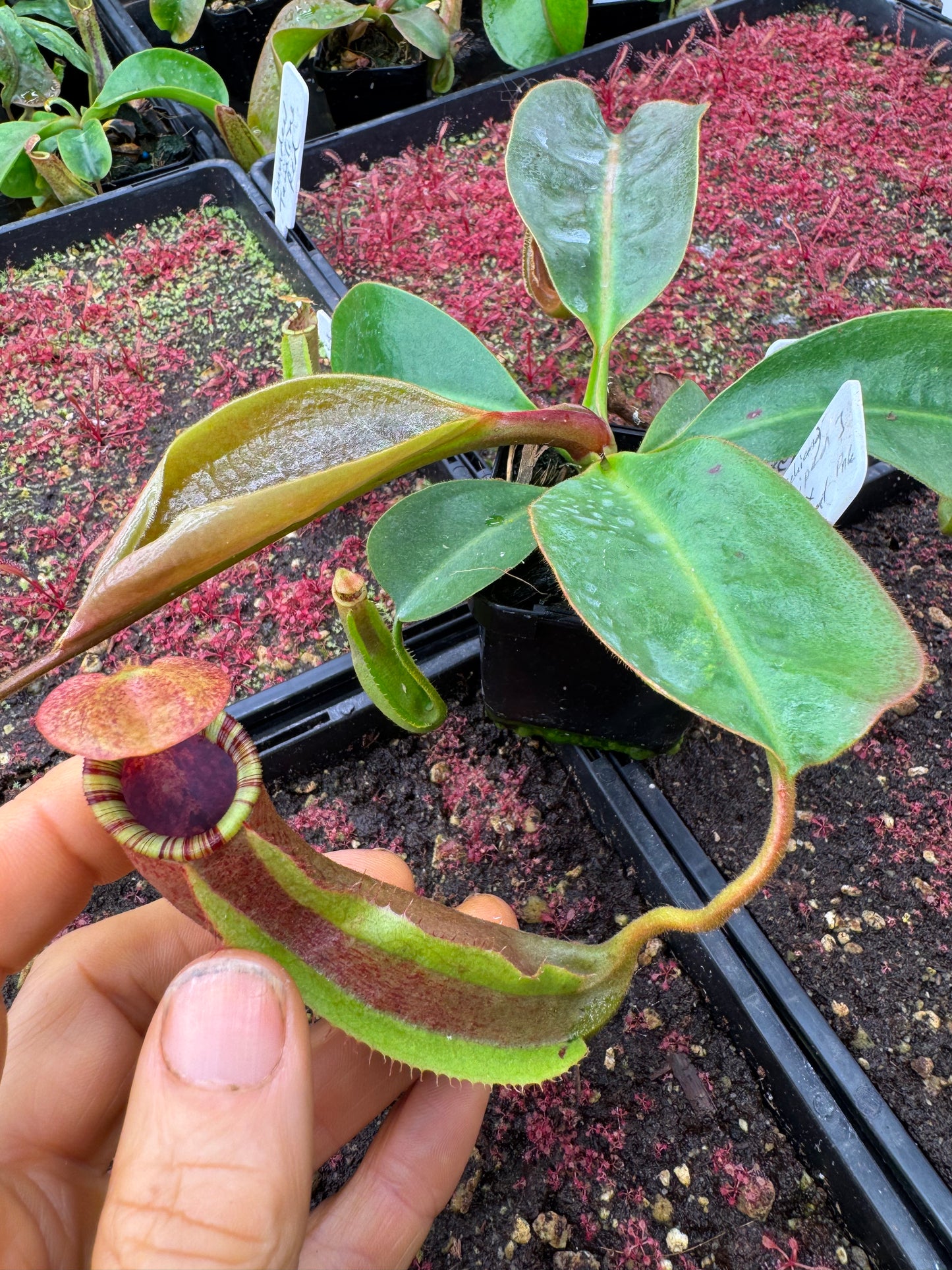 N.[(LOWII x Boschiana) x veitchii stripped peristome] x (boschiana x veitchii bario squat pink) 65mm pot