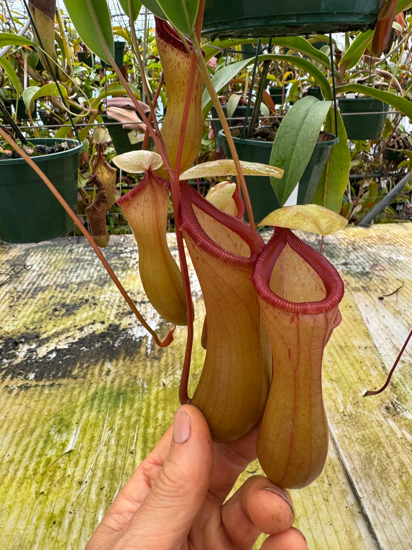 670.N Ventricosa 140mm pot