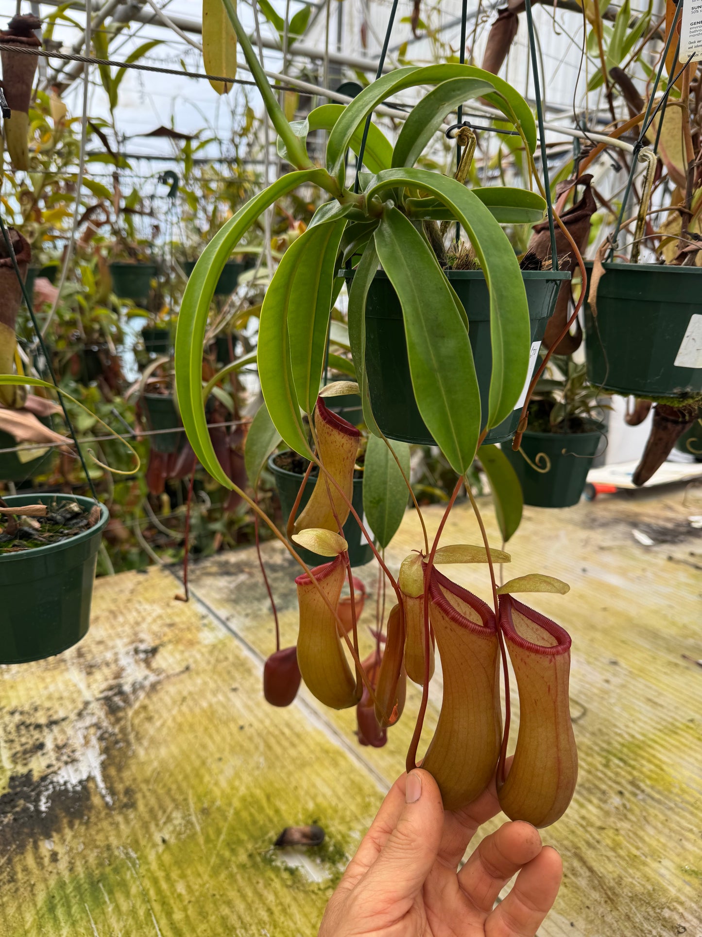 670.N Ventricosa 140mm pot
