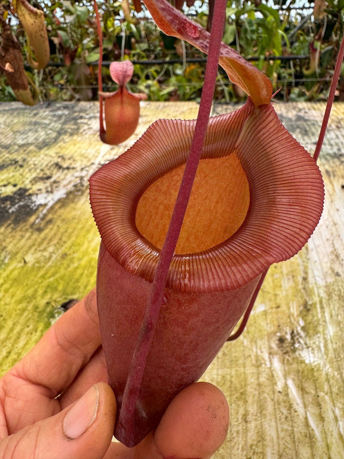 671.N.(ventricosa x sibuyanensis) x jaquelineae 140mm pot