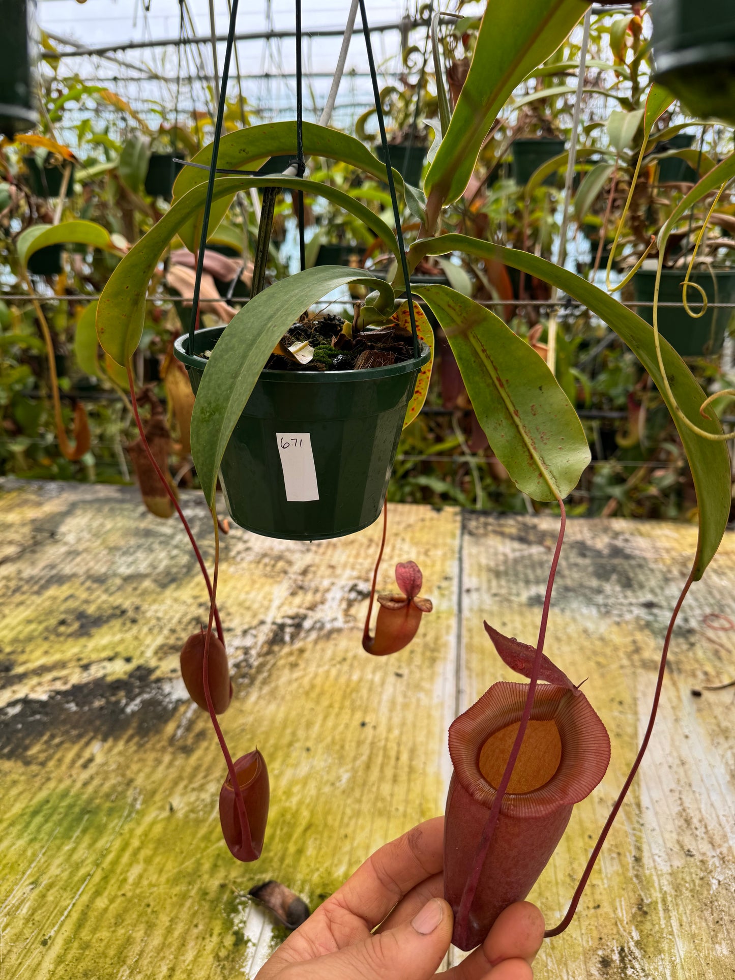 671.N.(ventricosa x sibuyanensis) x jaquelineae 140mm pot