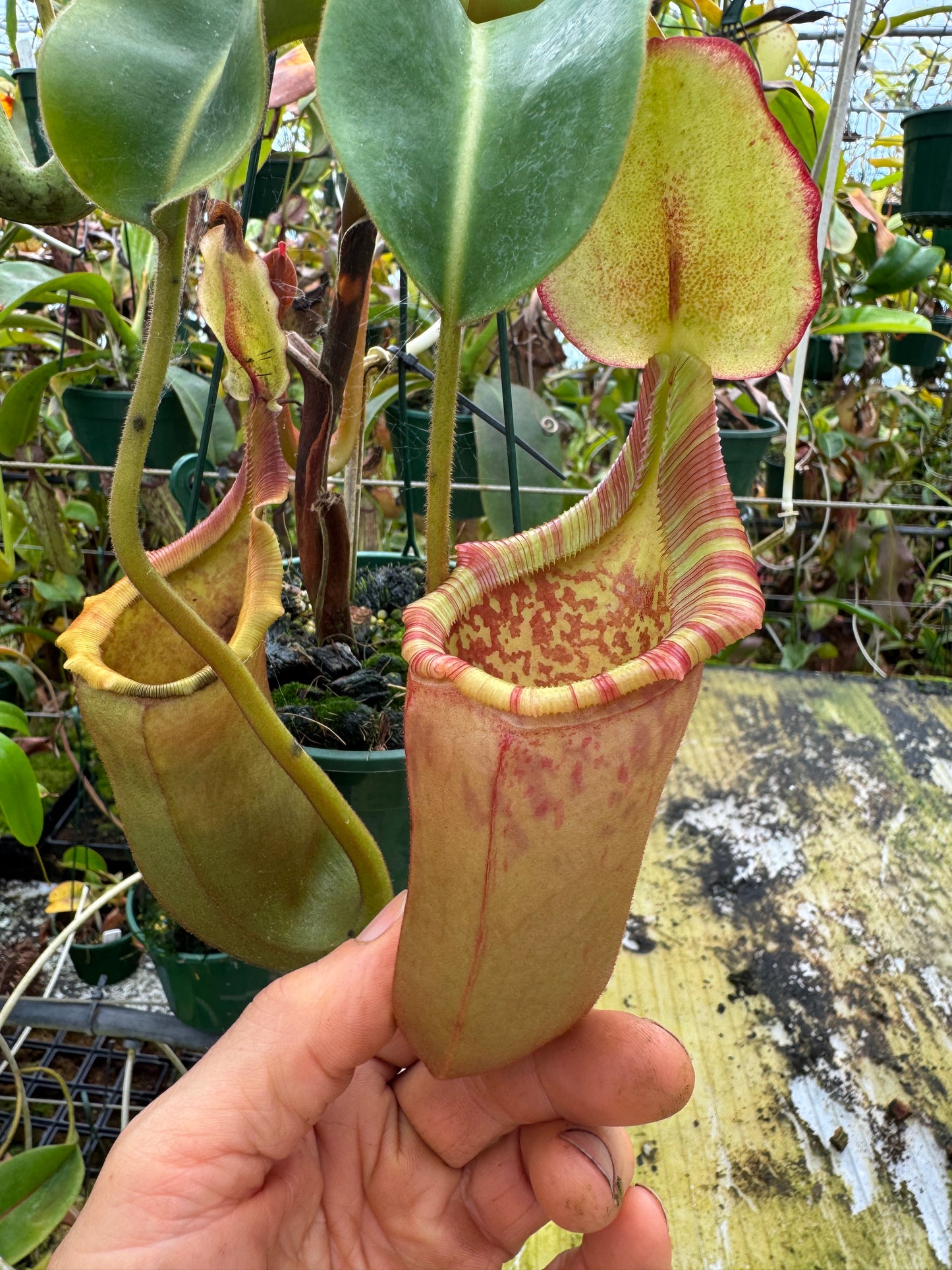 672.N.LOWII X VEITCHII M Bario 140mm pot