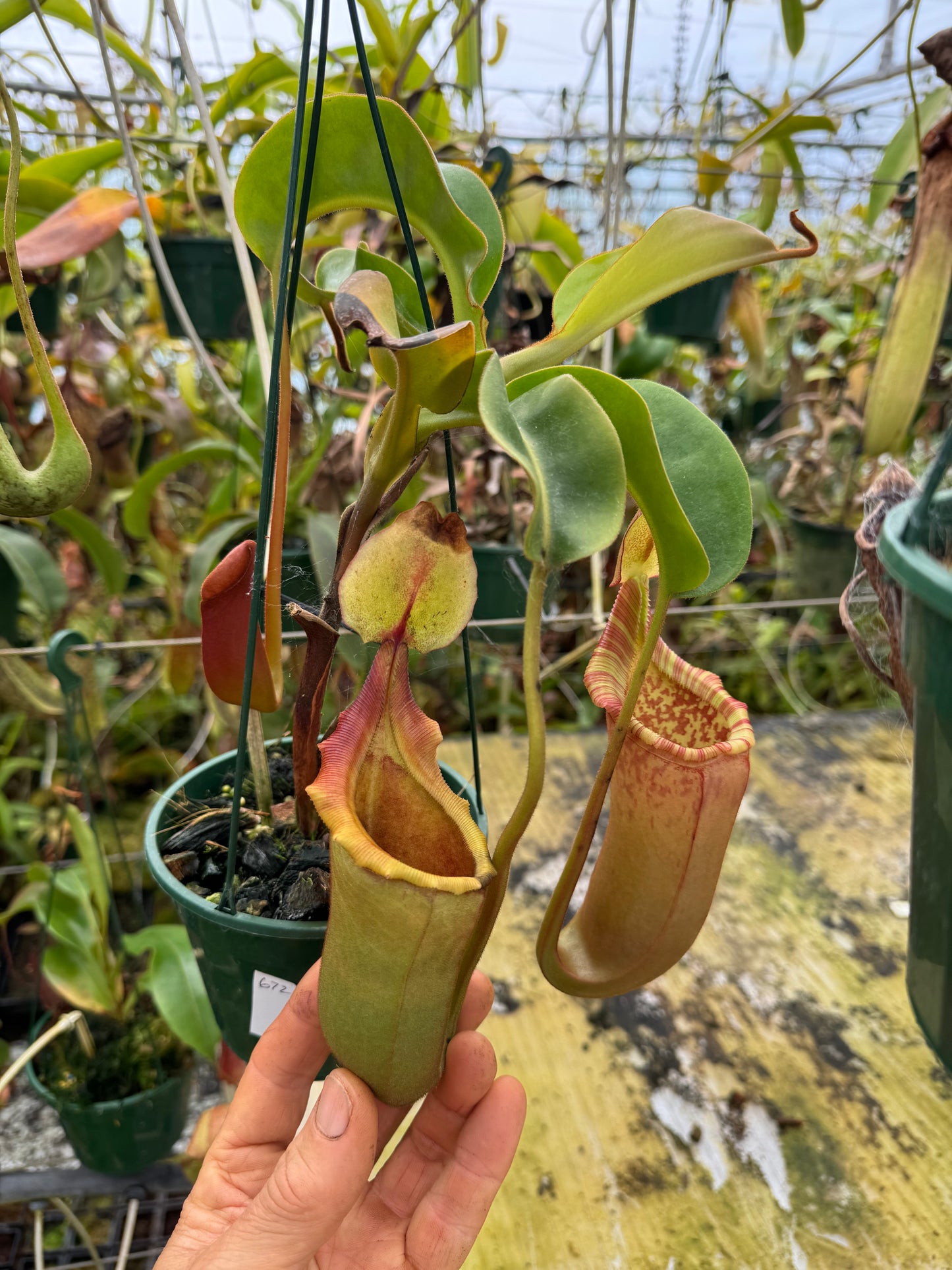 672.N.LOWII X VEITCHII M Bario 140mm pot