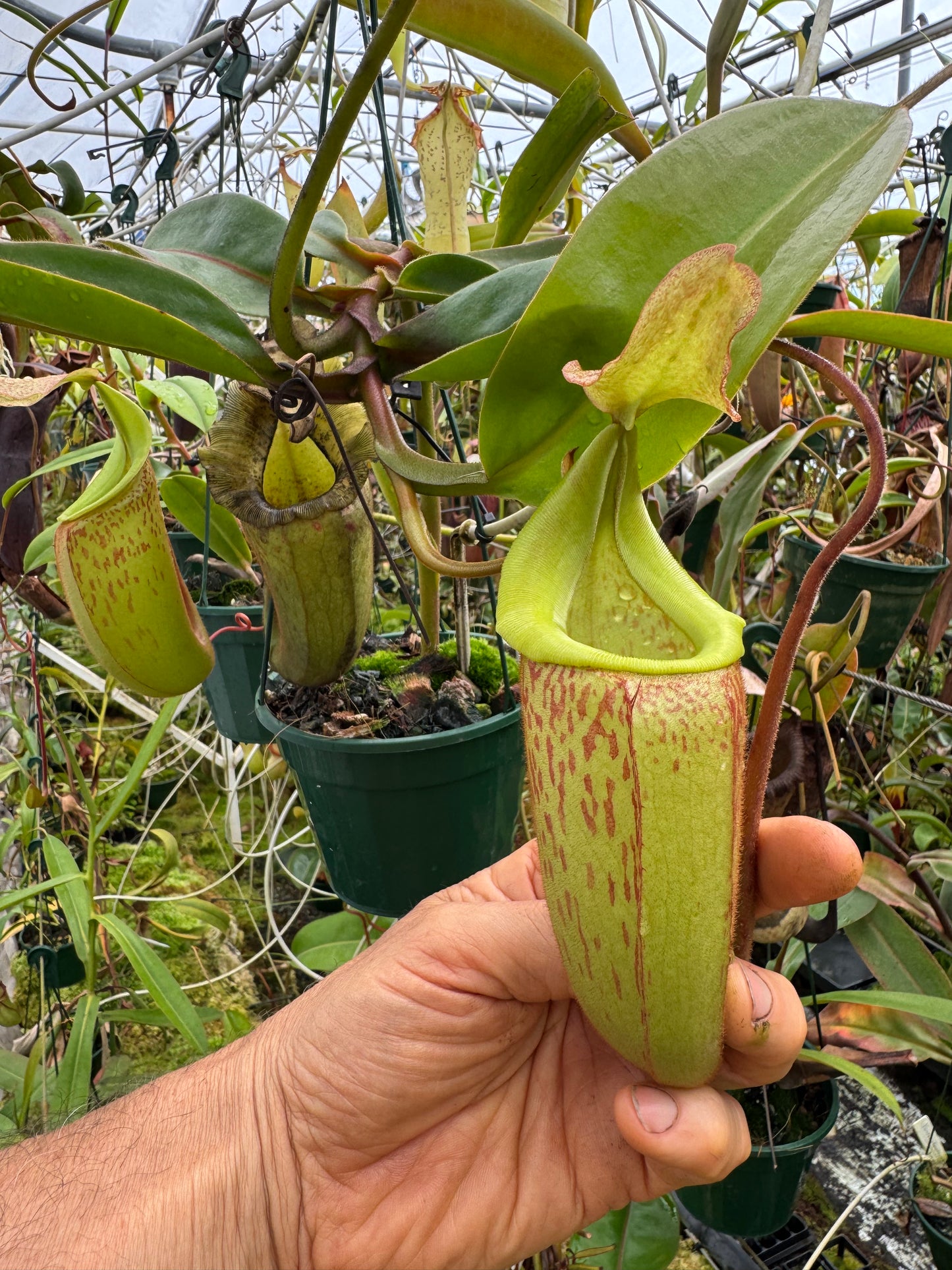 673.N.(boschiana x fusca) x veitchii bario 140mm pot