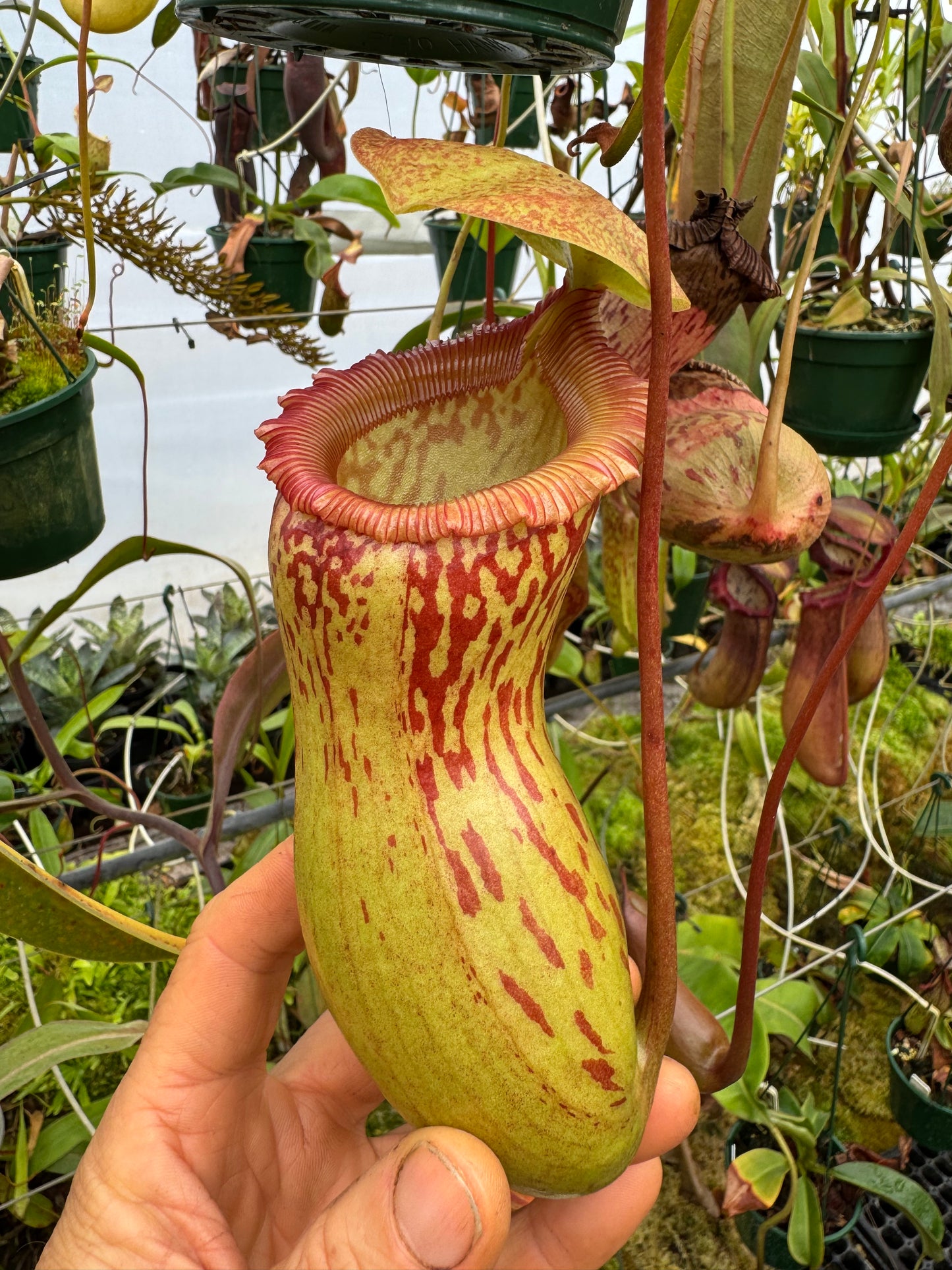 674.N.(Ventricosa x sibuyanensis) x burkei 140mm pot