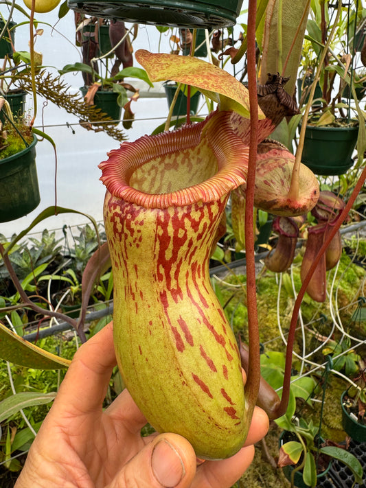 674.N.(Ventricosa x sibuyanensis) x burkei 140mm pot