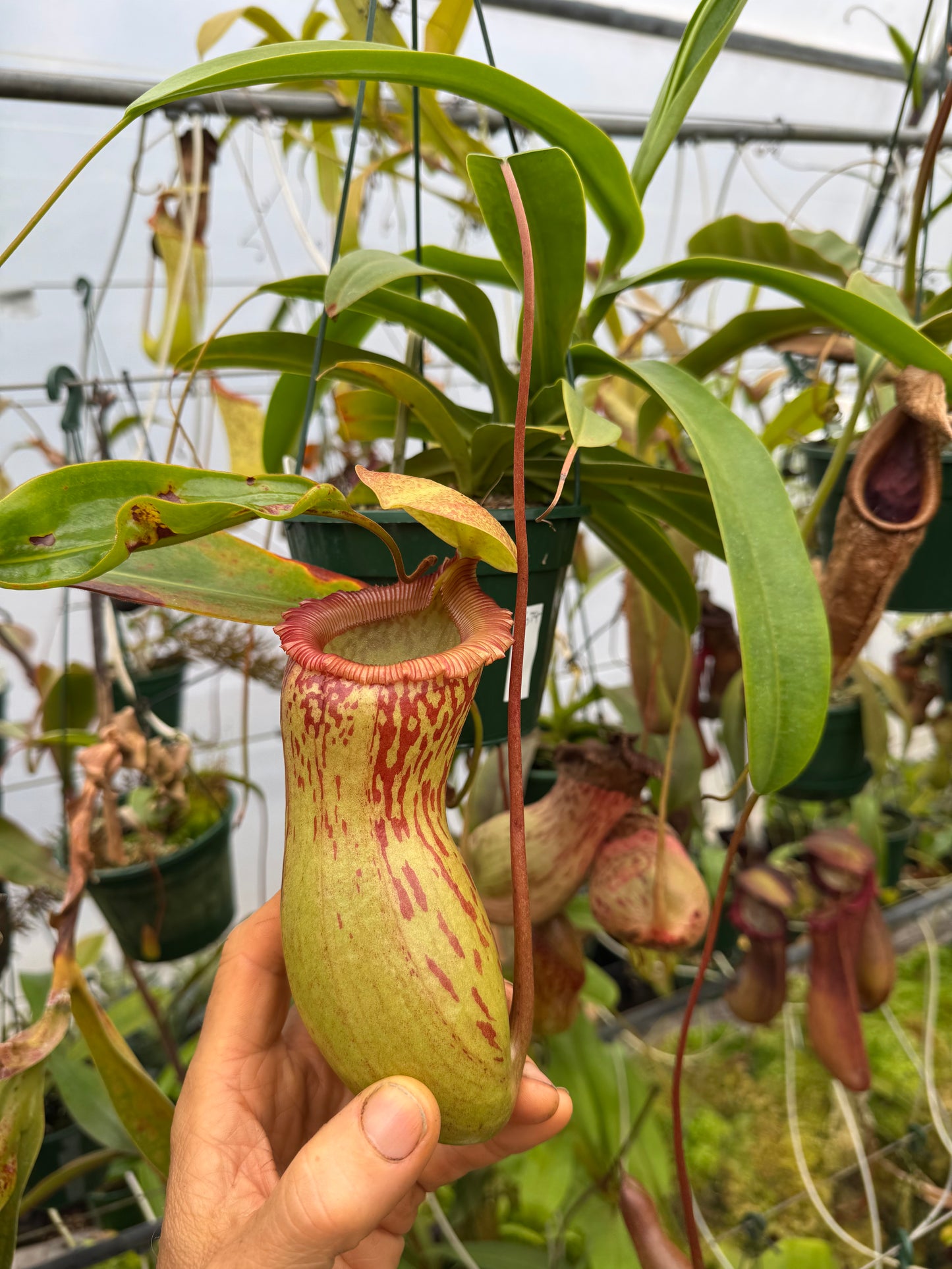 674.N.(Ventricosa x sibuyanensis) x burkei 140mm pot
