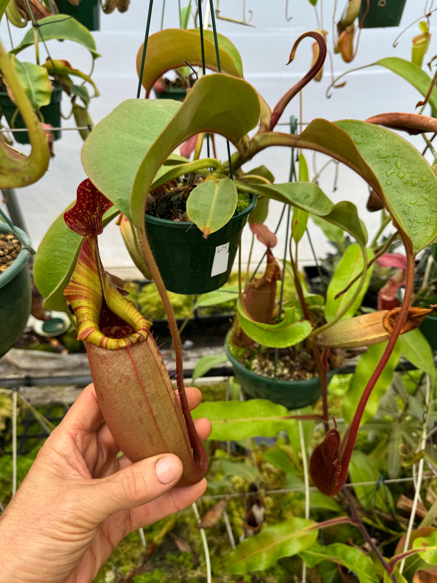 675.N.(EYMAE X VEITCHII) x {[(lowii x veitchii) x boschiana] x (maxima x mira)} 140mm pot