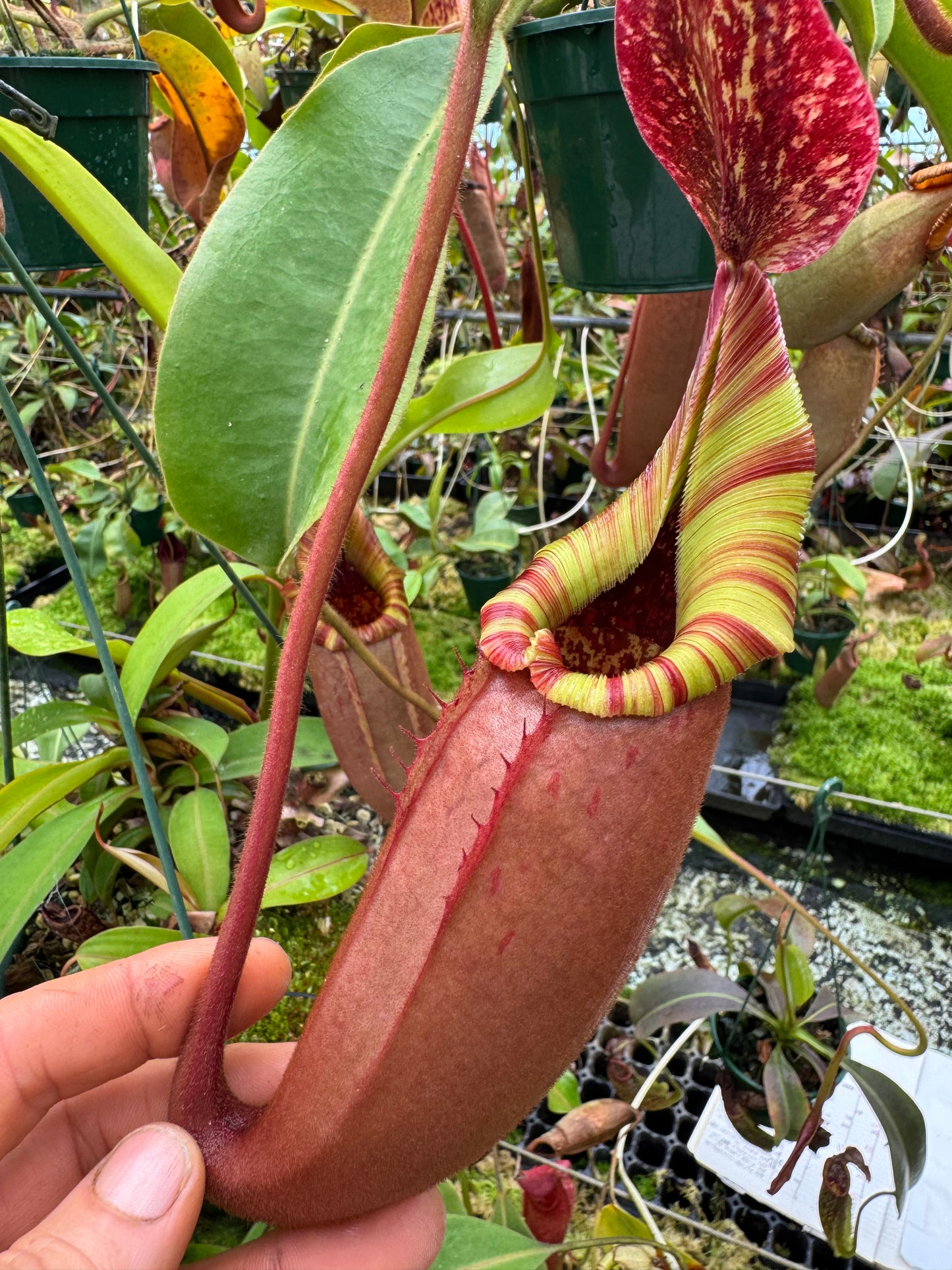 675.N.(EYMAE X VEITCHII) x {[(lowii x veitchii) x boschiana] x (maxima x mira)} 140mm pot