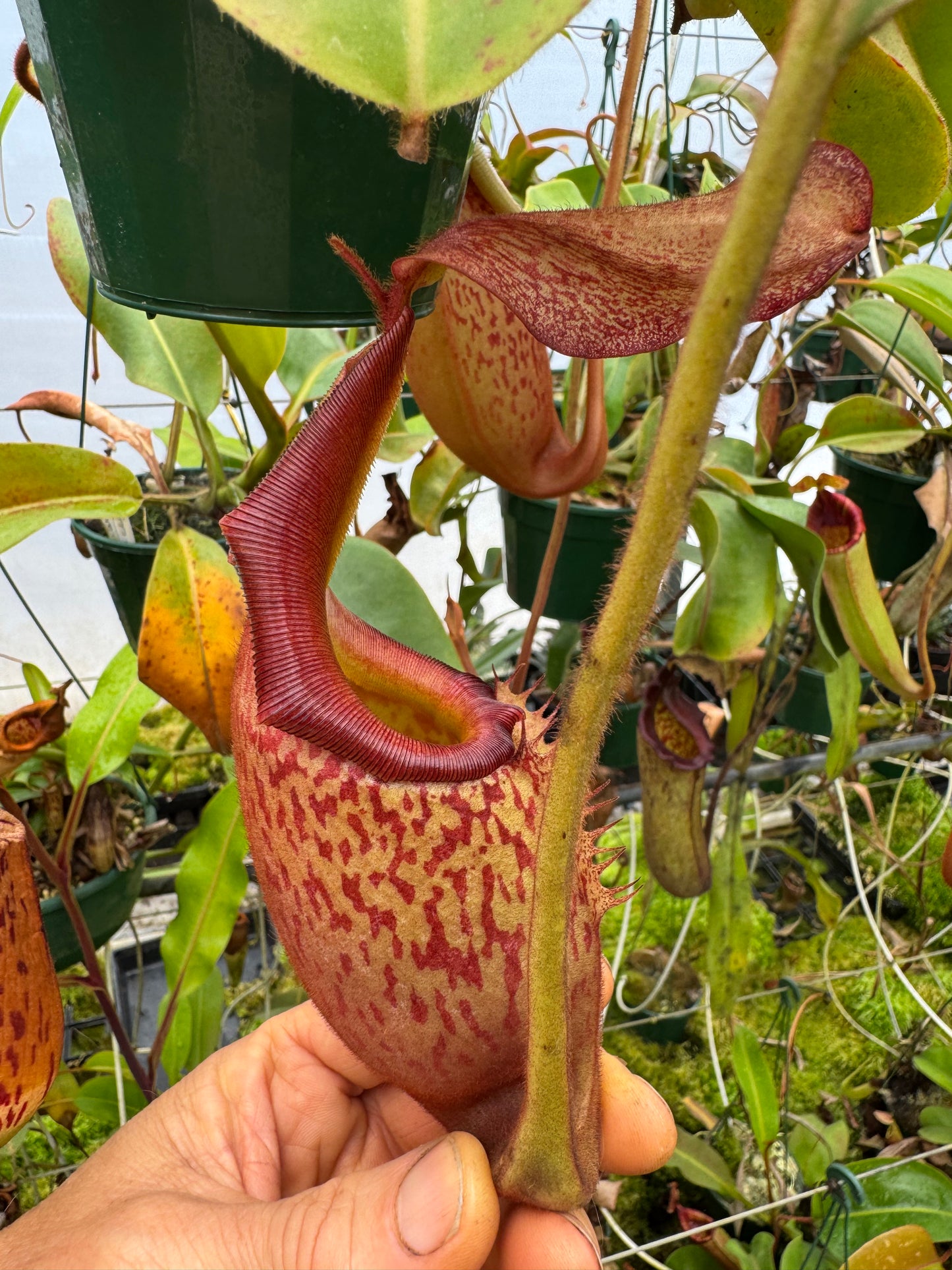 676.N.(eymae x veitchii) x (maxima x edwardsiana) 140mm pot