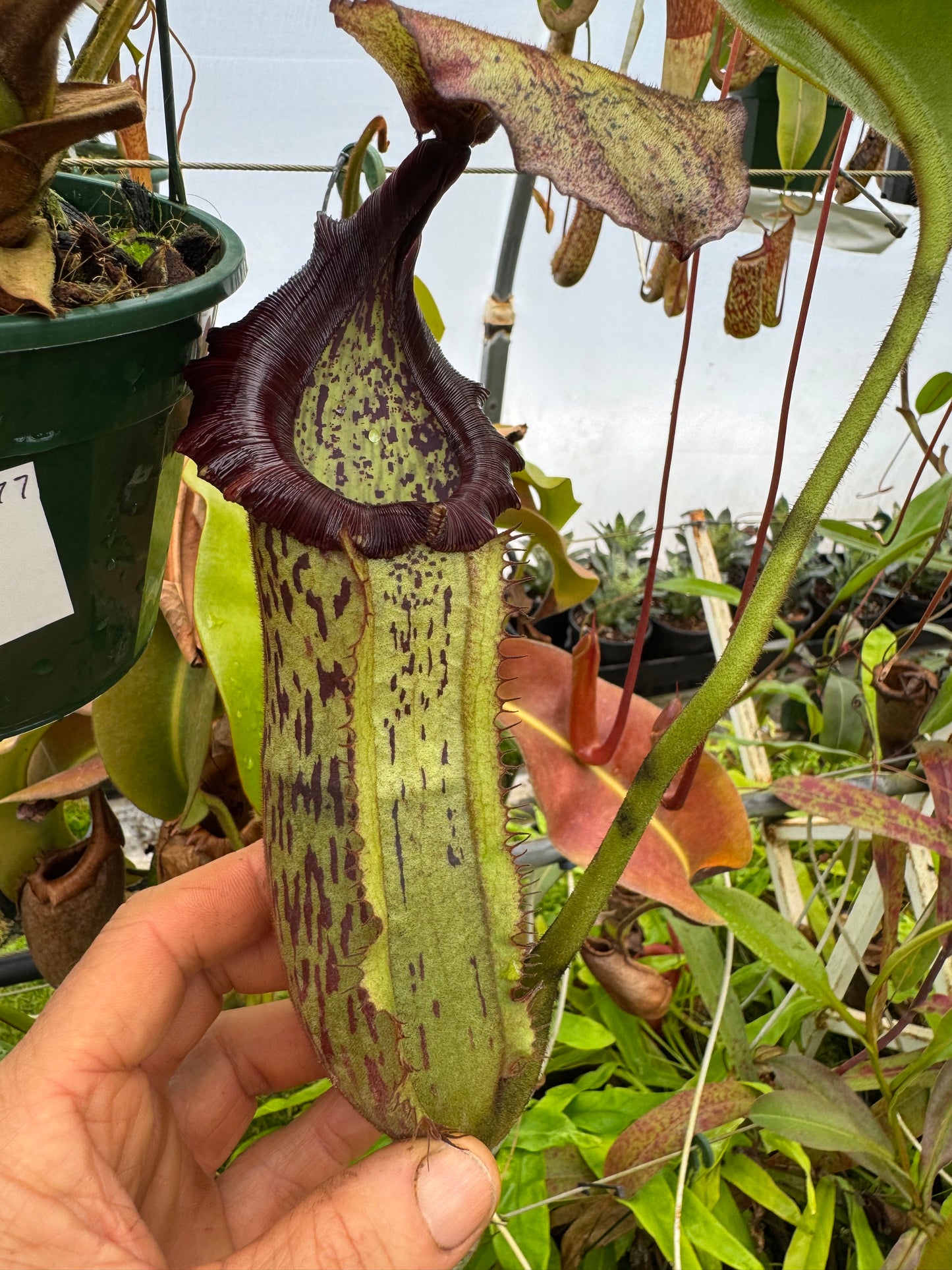 677.N. [(boschiana x fusca) x veitchii] x xtiveyi 140mm pot