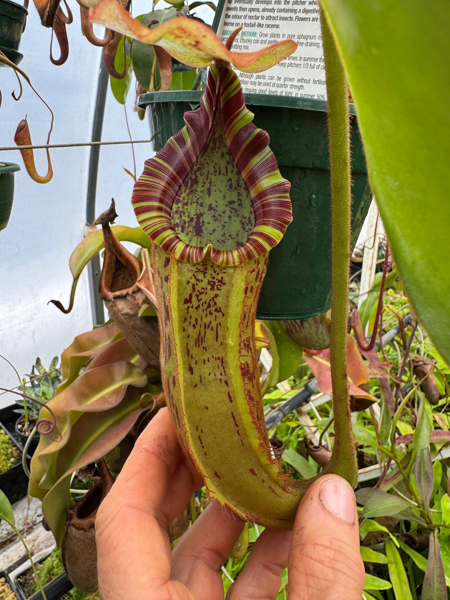 677.N. [(boschiana x fusca) x veitchii] x xtiveyi 140mm pot