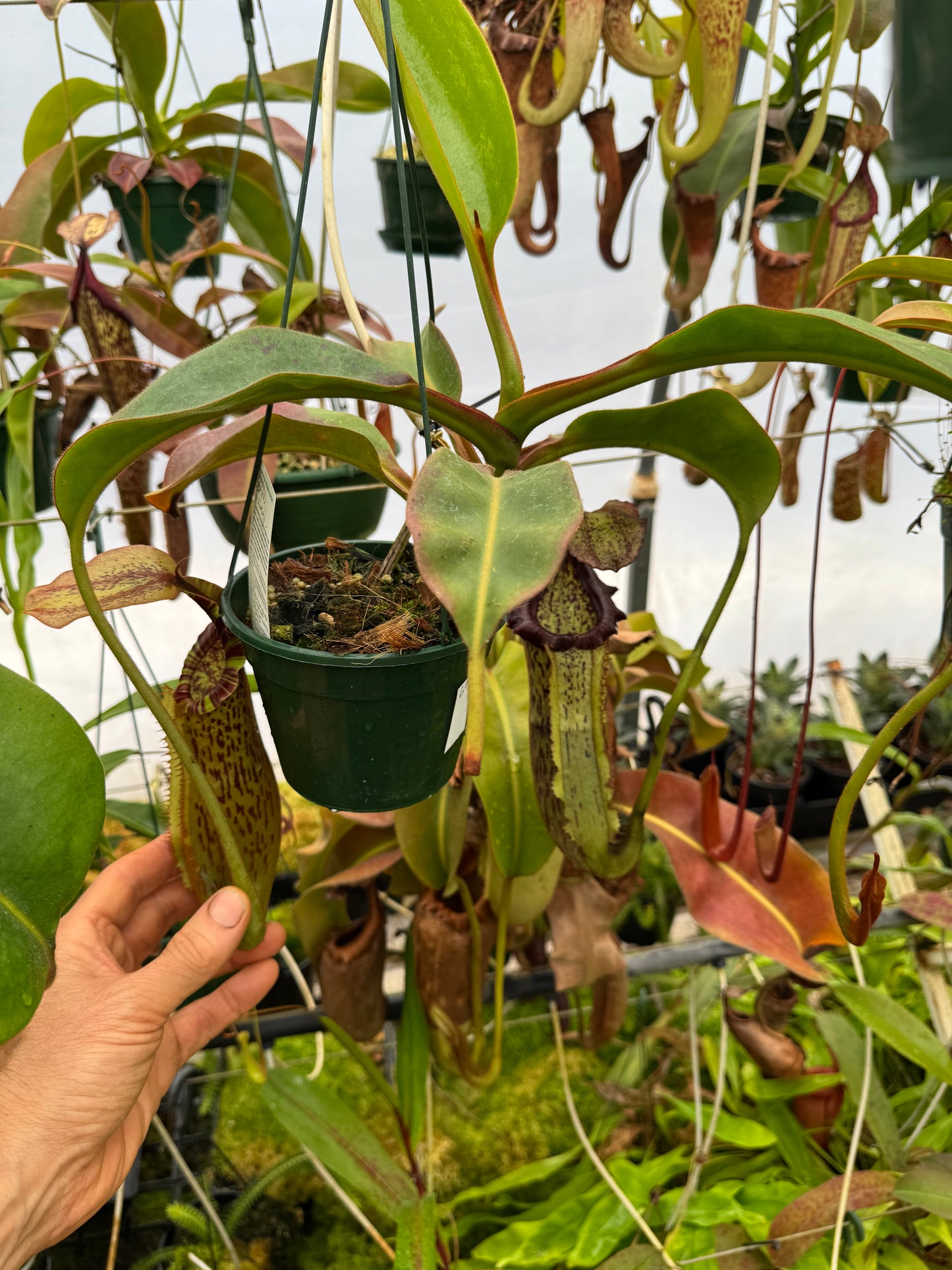 677.N. [(boschiana x fusca) x veitchii] x xtiveyi 140mm pot