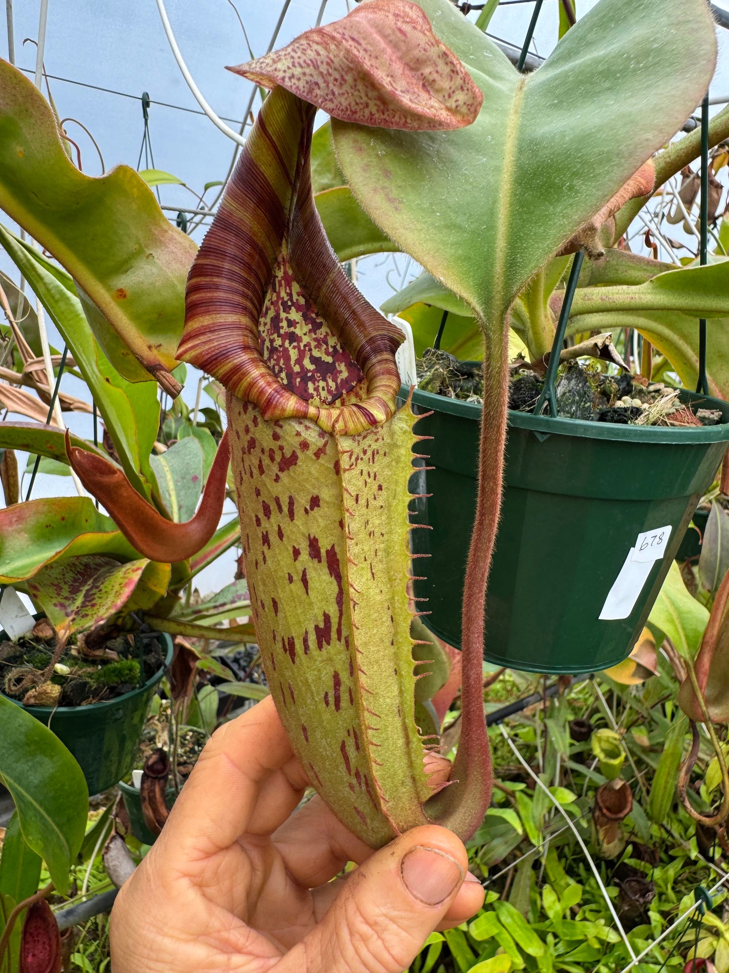 678.N. (eymae x veitchii) x {[(lowii x veitchii) x tiveyi] x platychila} 140mm pot