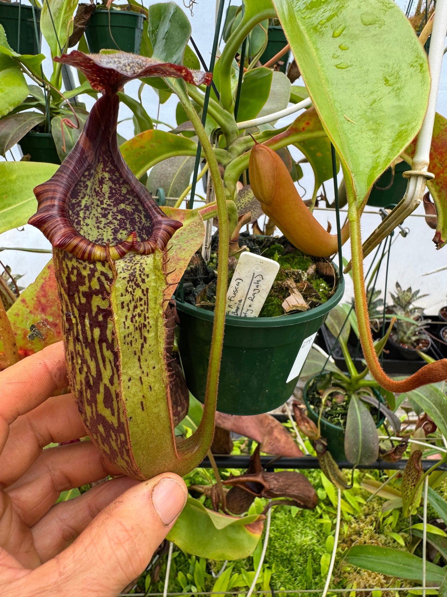 679.N.[(BOSCHIANA X FUSCA) X VEITCHII] X {[(lowii x veitchii) x tiveyi] x (platychila x rajah)} 140mm pot
