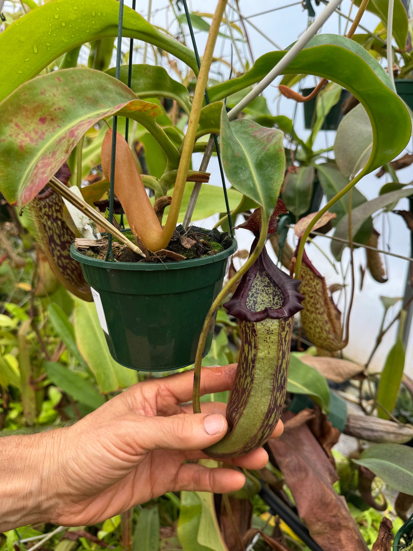 679.N.[(BOSCHIANA X FUSCA) X VEITCHII] X {[(lowii x veitchii) x tiveyi] x (platychila x rajah)} 140mm pot