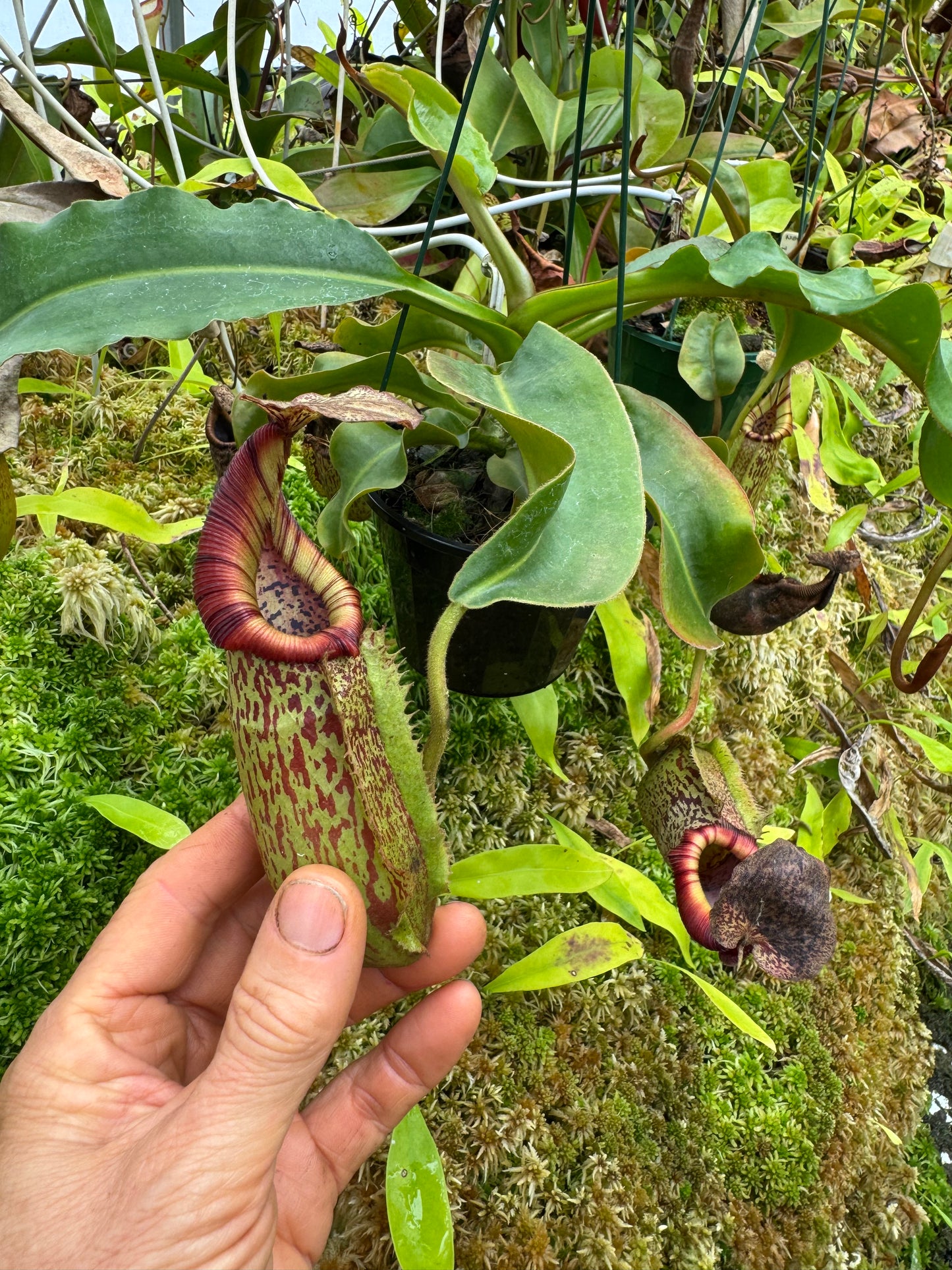 680.N.(veitchii x burbidgeae) x (maxima x edwardsiana) 140mm pot