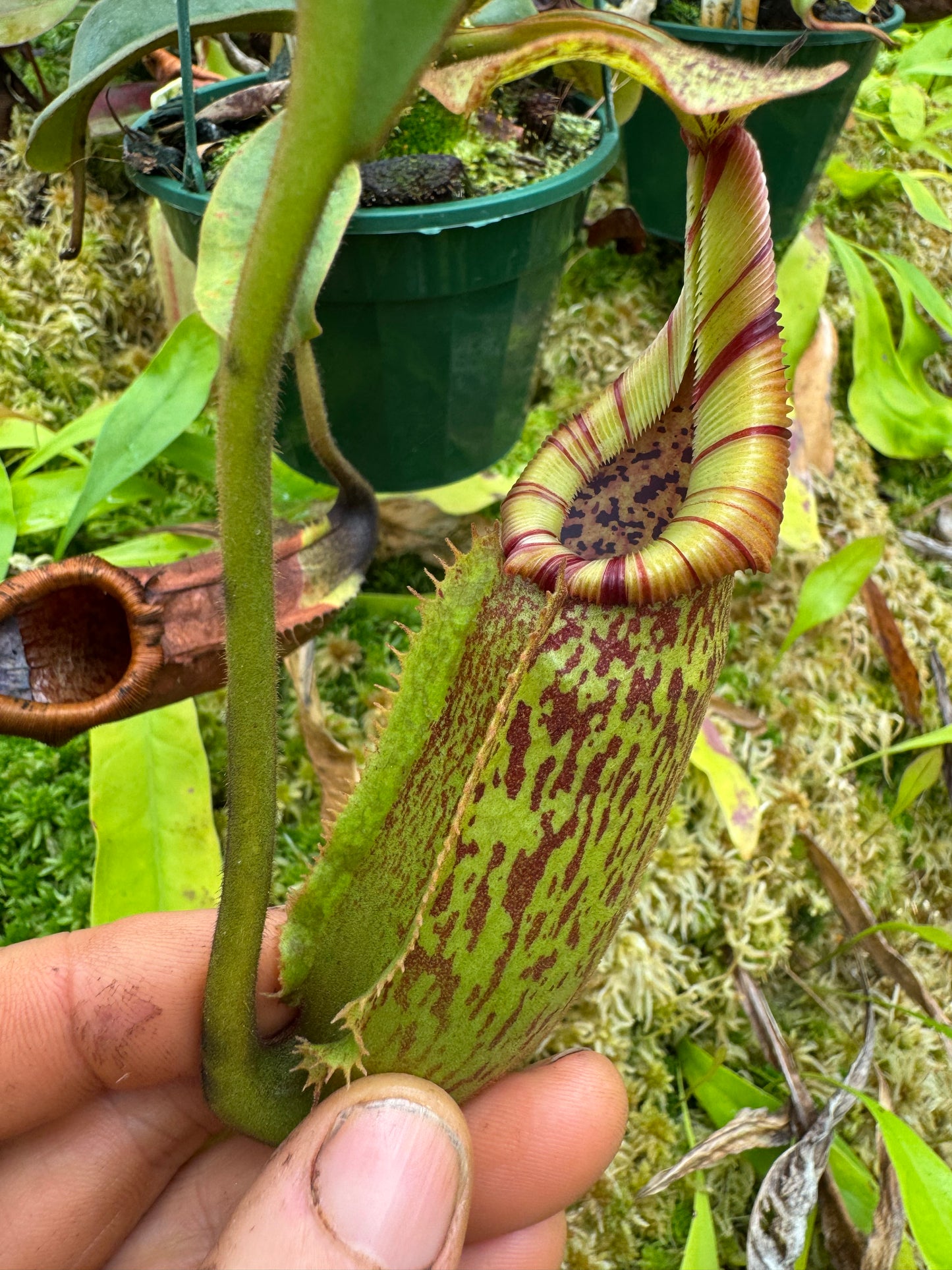 680.N.(veitchii x burbidgeae) x (maxima x edwardsiana) 140mm pot