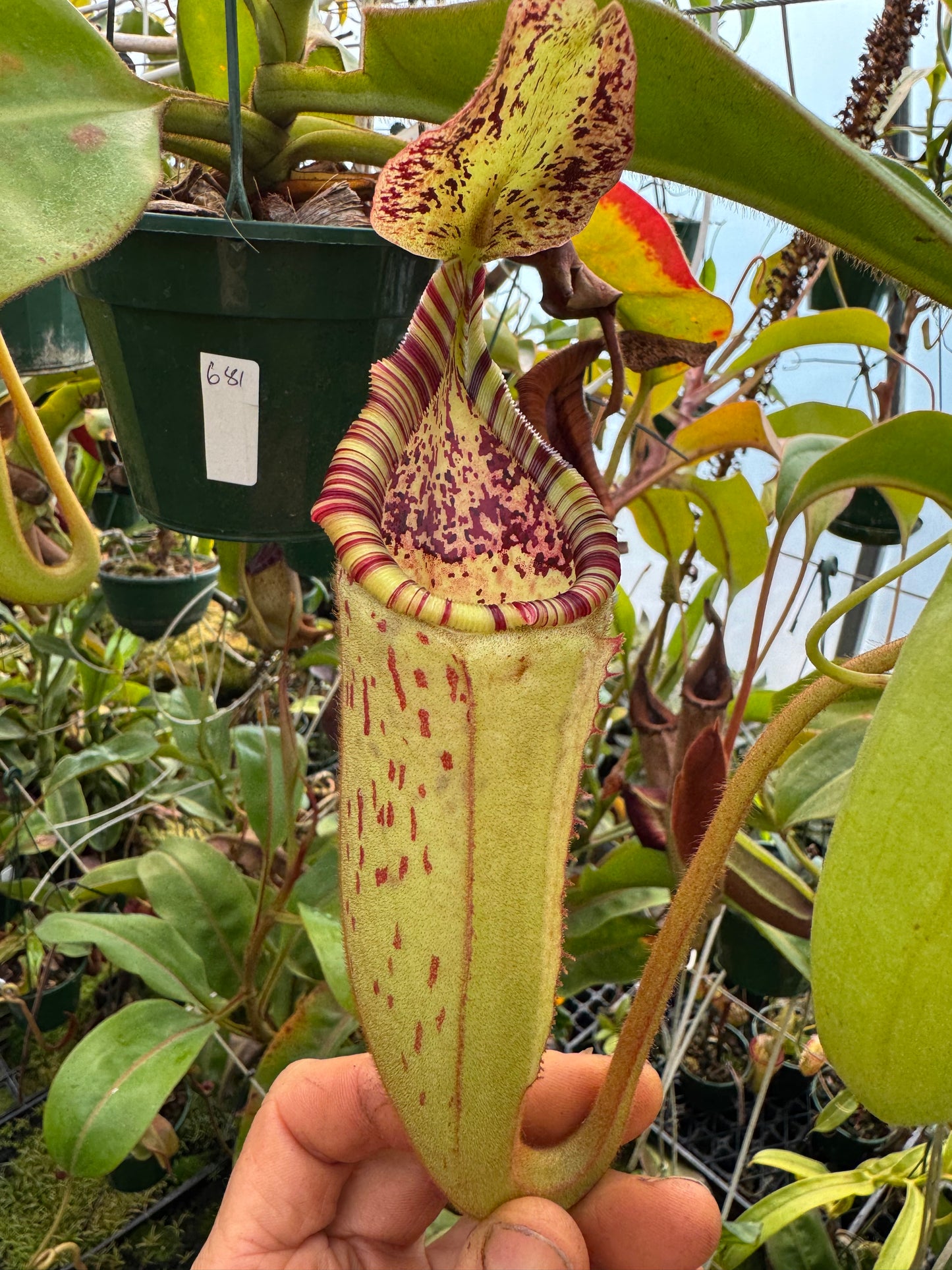681.N.(VEITCHII X BURBIDGEAE )WHITE X {[(lowii x veitchii) x boschiana] x (lowii x truncata)} 140mm pot