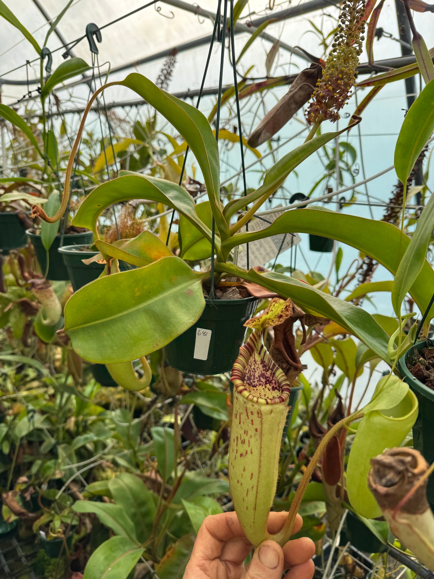 681.N.(VEITCHII X BURBIDGEAE )WHITE X {[(lowii x veitchii) x boschiana] x (lowii x truncata)} 140mm pot