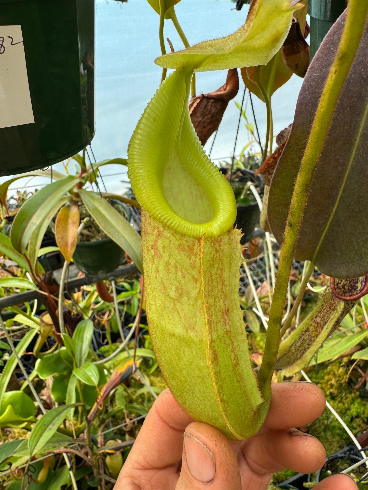 682.N.(Veitchii x burbidgeae)1 x (maxima x edwardsiana) 140mm pot