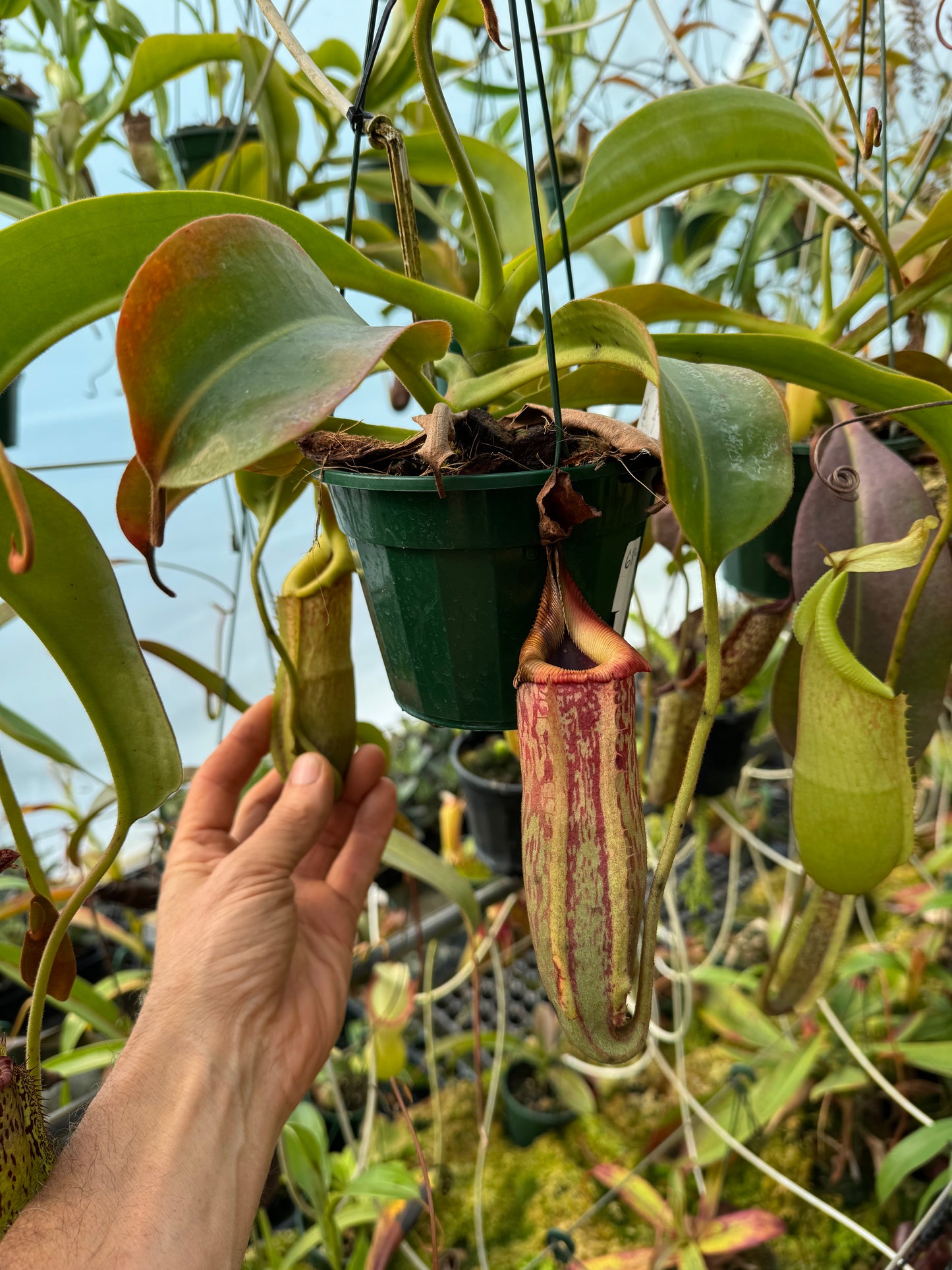 682.N.(Veitchii x burbidgeae)1 x (maxima x edwardsiana) 140mm pot