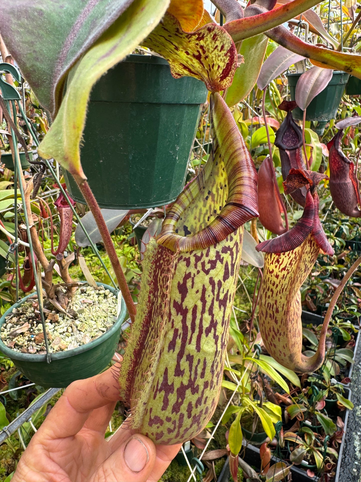 683.N. {[(lowii x veitchii) x tiveyi] x platychila} x {[(lowii x veitchii) x tiveyi] x platychila} 140mm pot