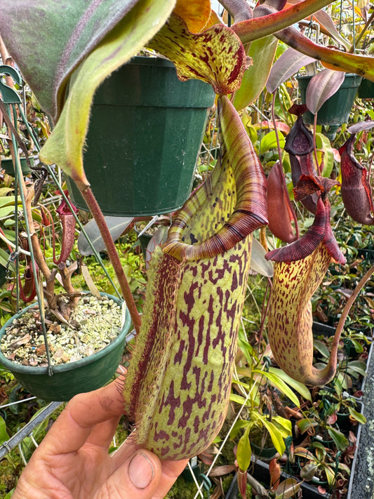 683.N. {[(lowii x veitchii) x tiveyi] x platychila} x {[(lowii x veitchii) x tiveyi] x platychila} 140mm pot