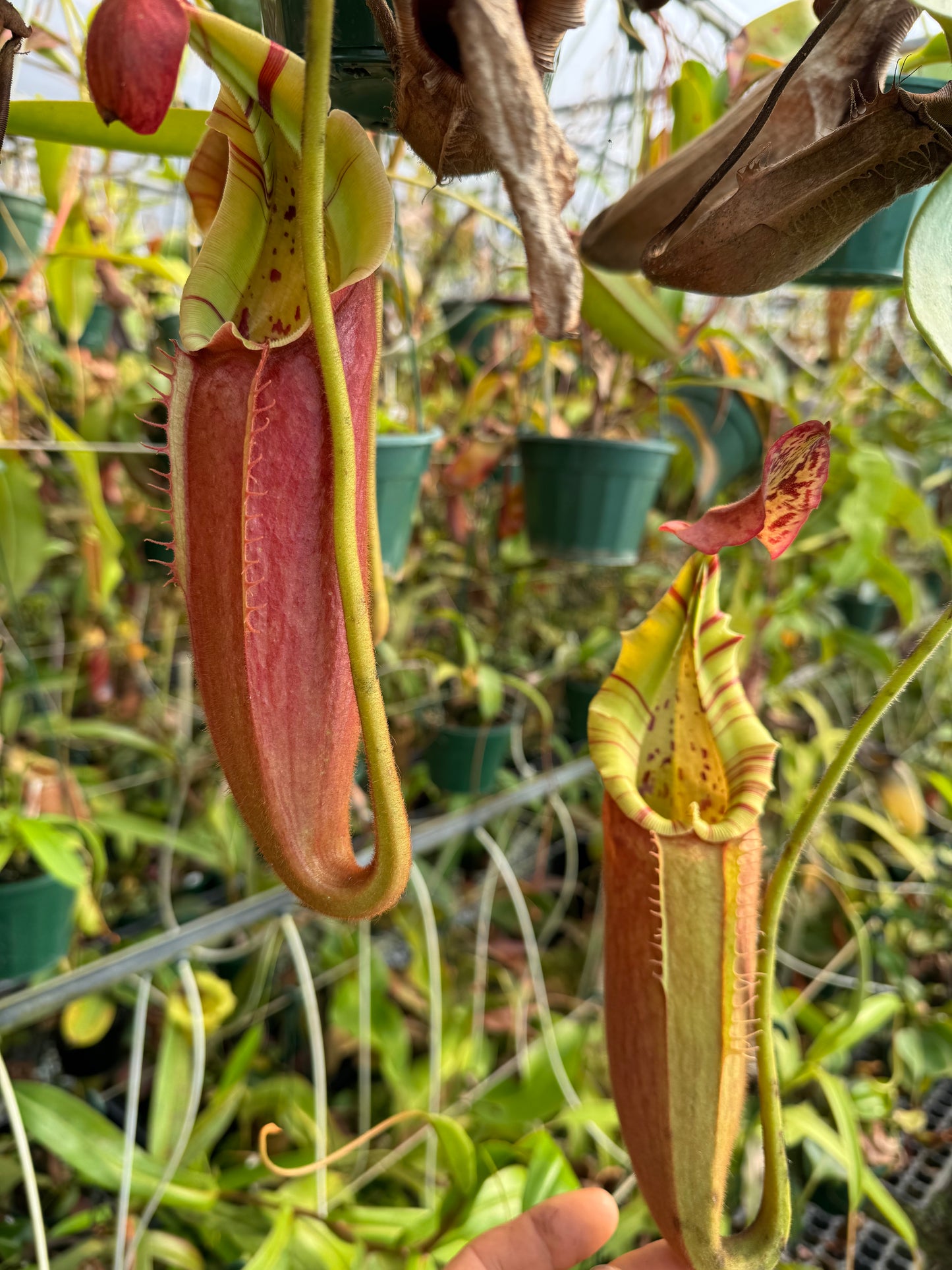 684.N.[(boschiana x fusca) x veitchii] x xtiveyi 140mm pot