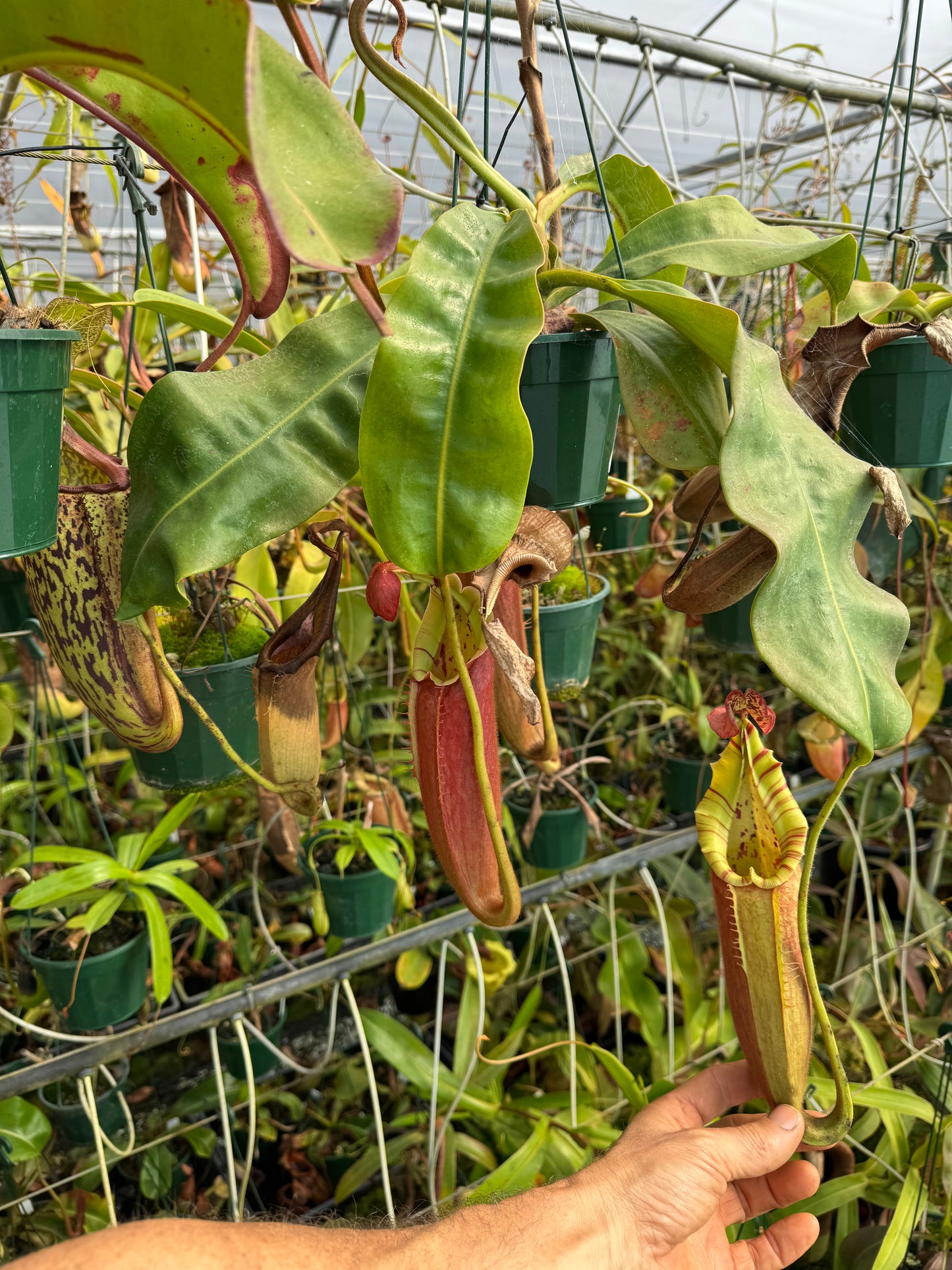 684.N.[(boschiana x fusca) x veitchii] x xtiveyi 140mm pot